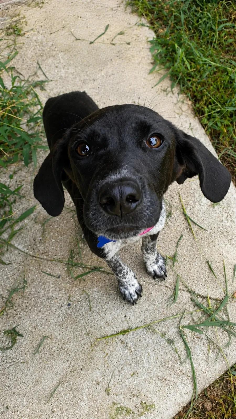 Joan Jett, a Adoptable mixed breed in TULSA, OK image 4/4