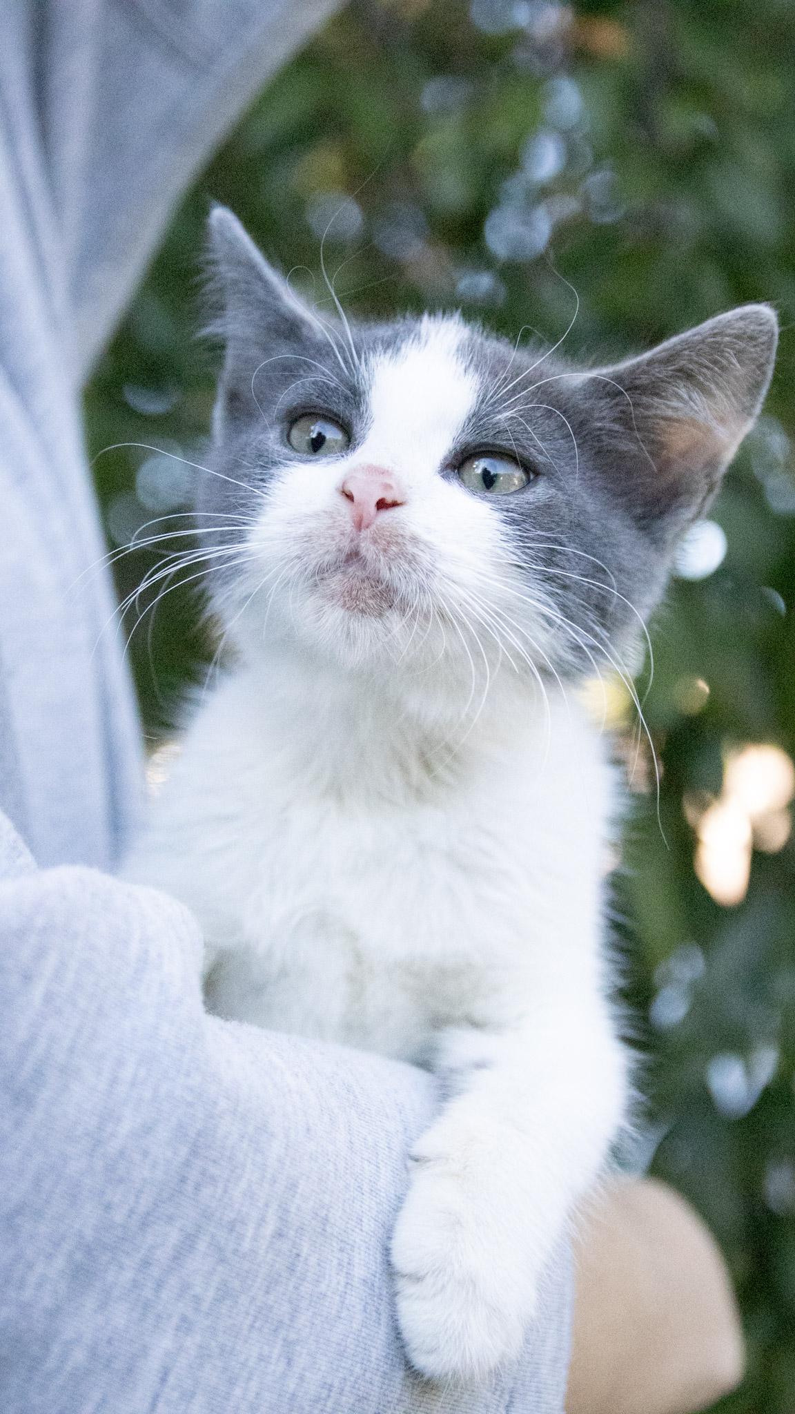 Enlarge Nintendo, a Adoptable Domestic Short Hair in Medford, NJ image 3/6
