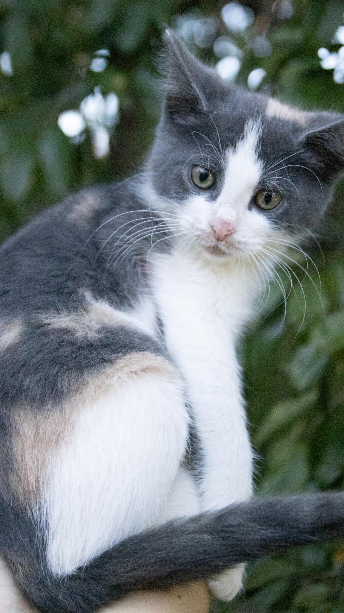 Enlarge Nintendo, a Adoptable Domestic Short Hair in Medford, NJ image 2/6