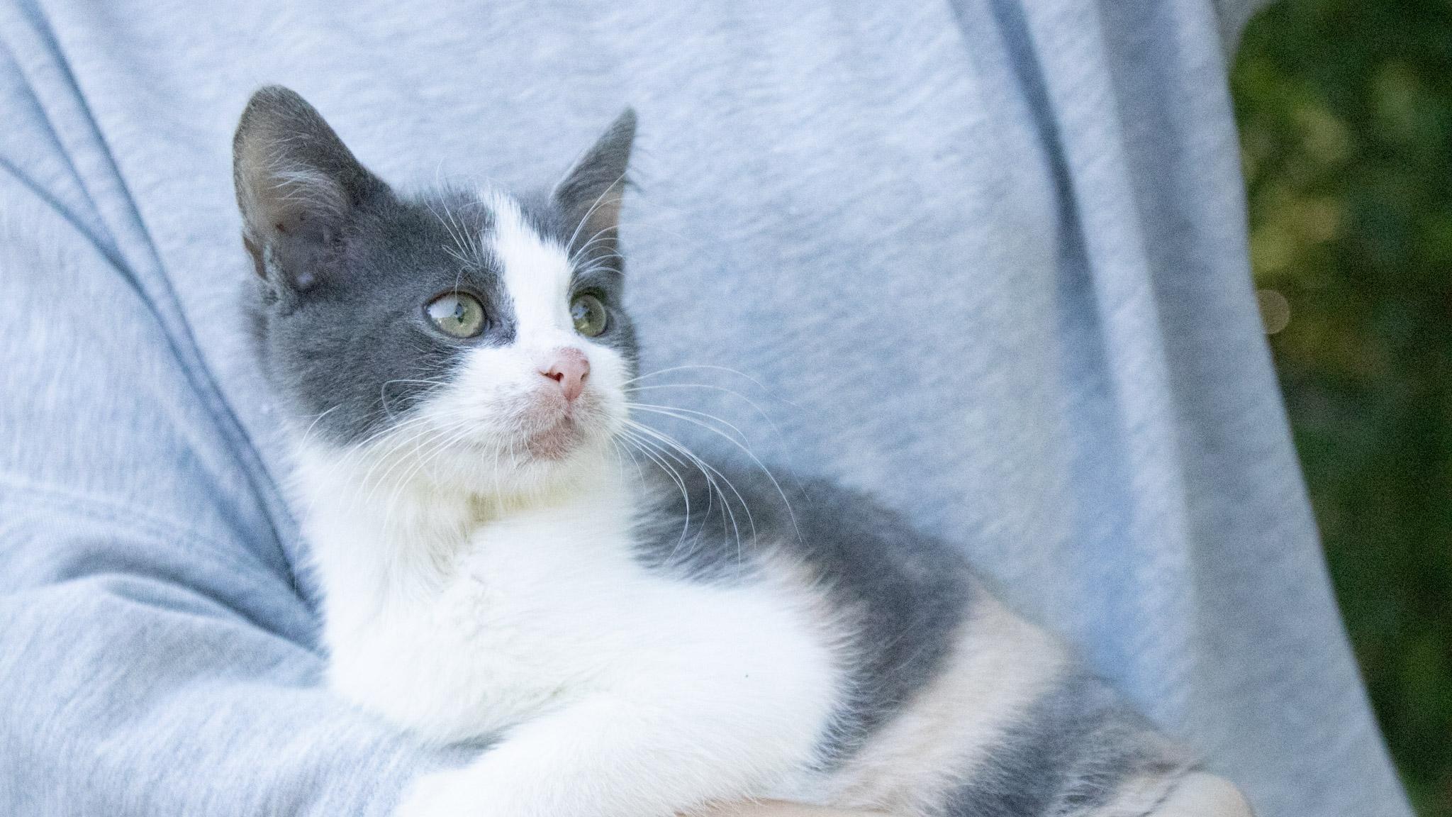 Enlarge Nintendo, a Adoptable Domestic Short Hair in Medford, NJ image 4/6