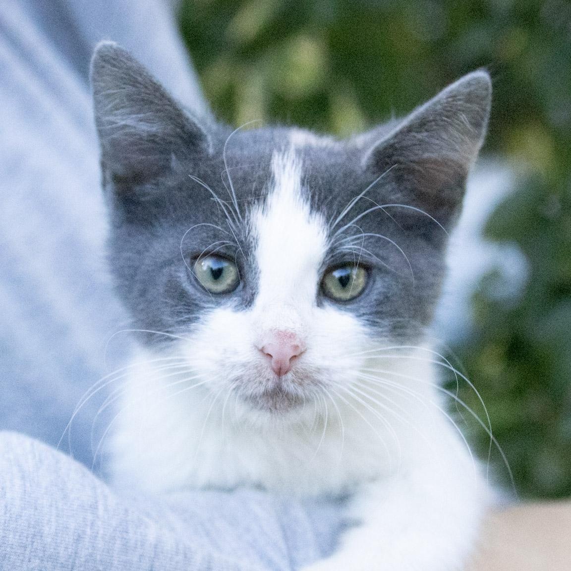 Nintendo, Adoptable, Kitten Female Domestic Short Hair.