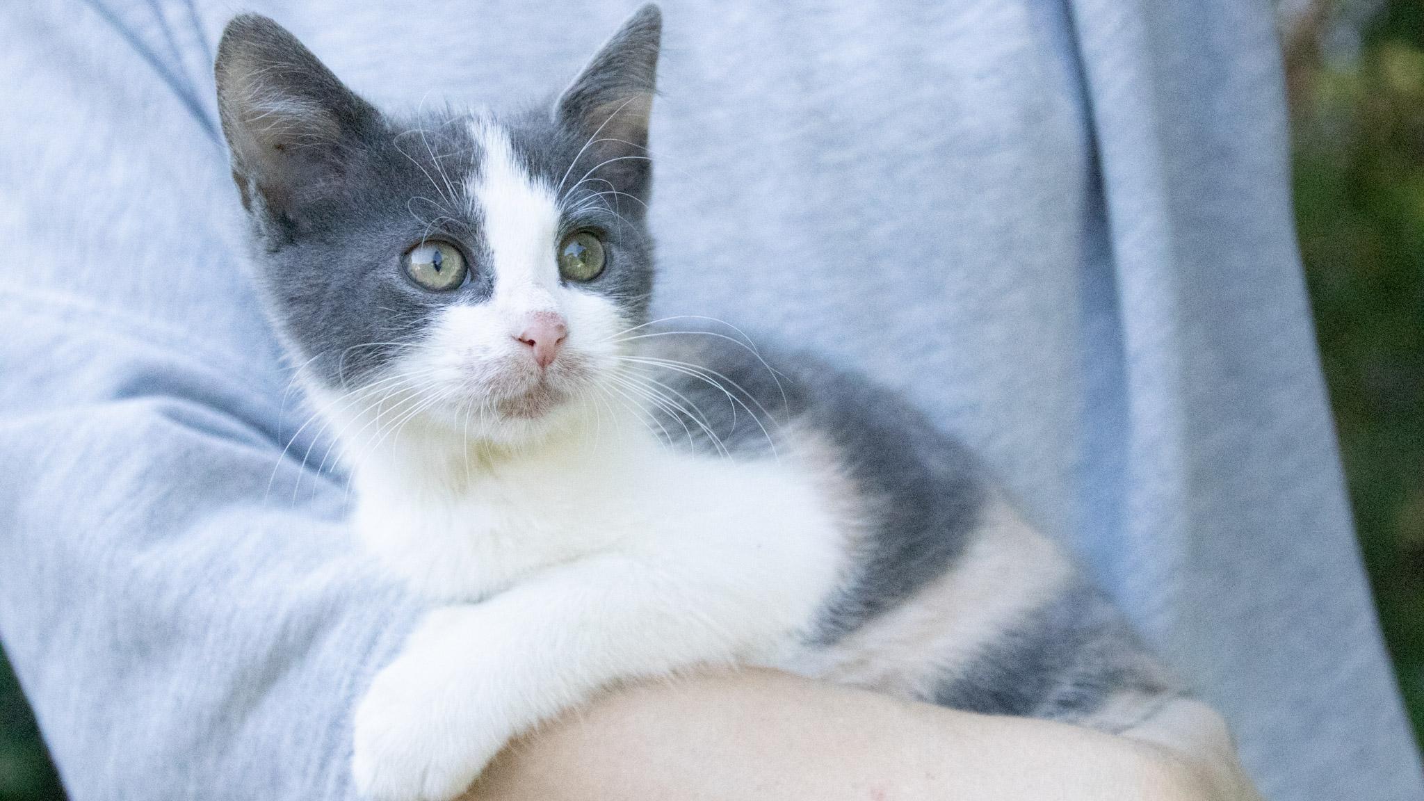 Enlarge Nintendo, a Adoptable Domestic Short Hair in Medford, NJ image 6/6