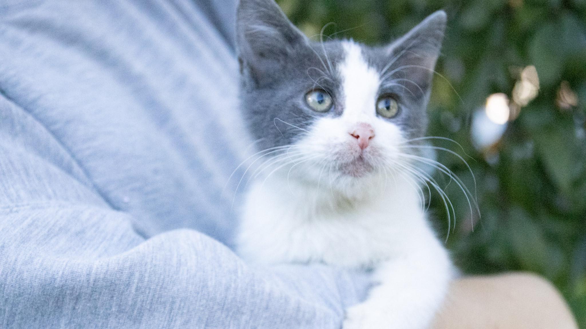 Enlarge Nintendo, a Adoptable Domestic Short Hair in Medford, NJ image 5/6
