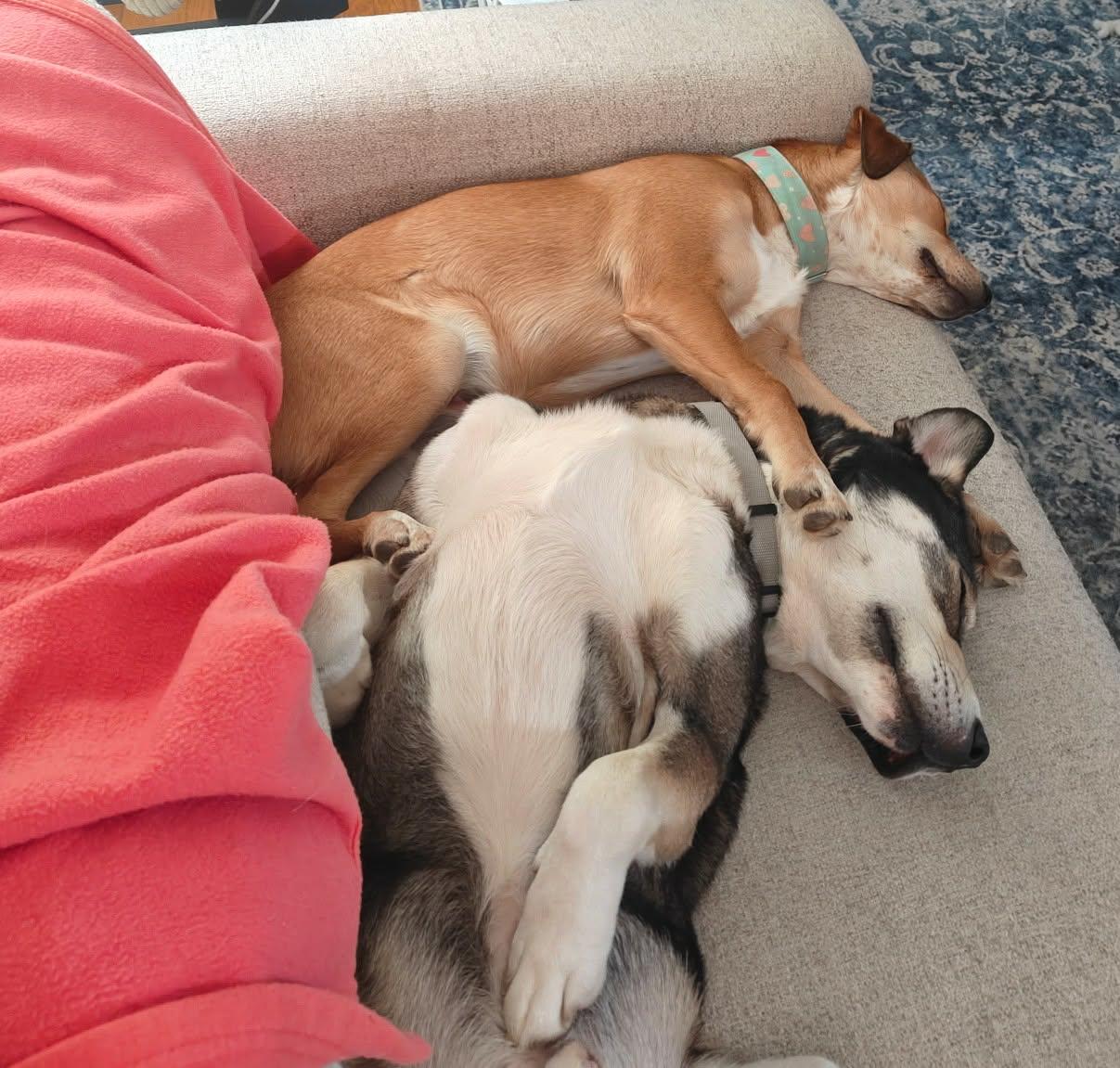 Enlarge Guy, a ADOPTABLE mixed breed in Columbia, MO image 5/6