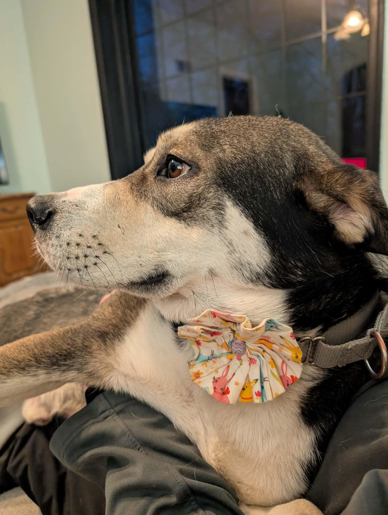 Enlarge Guy, a ADOPTABLE mixed breed in Columbia, MO image 3/6