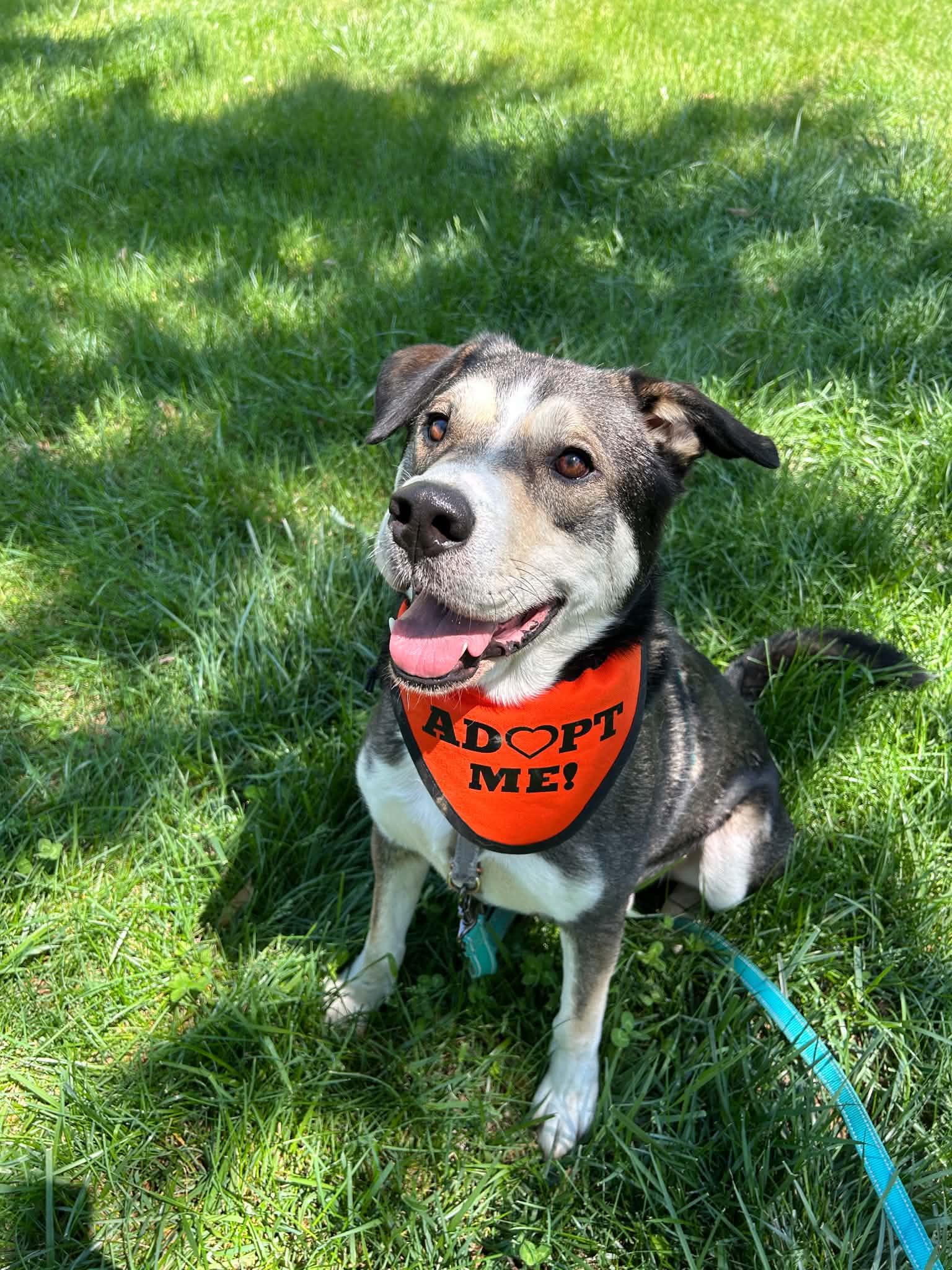 Guy, ADOPTABLE, Adult Male Husky.