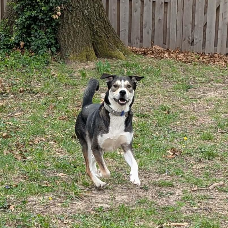 Enlarge Guy, a ADOPTABLE mixed breed in Columbia, MO image 6/6