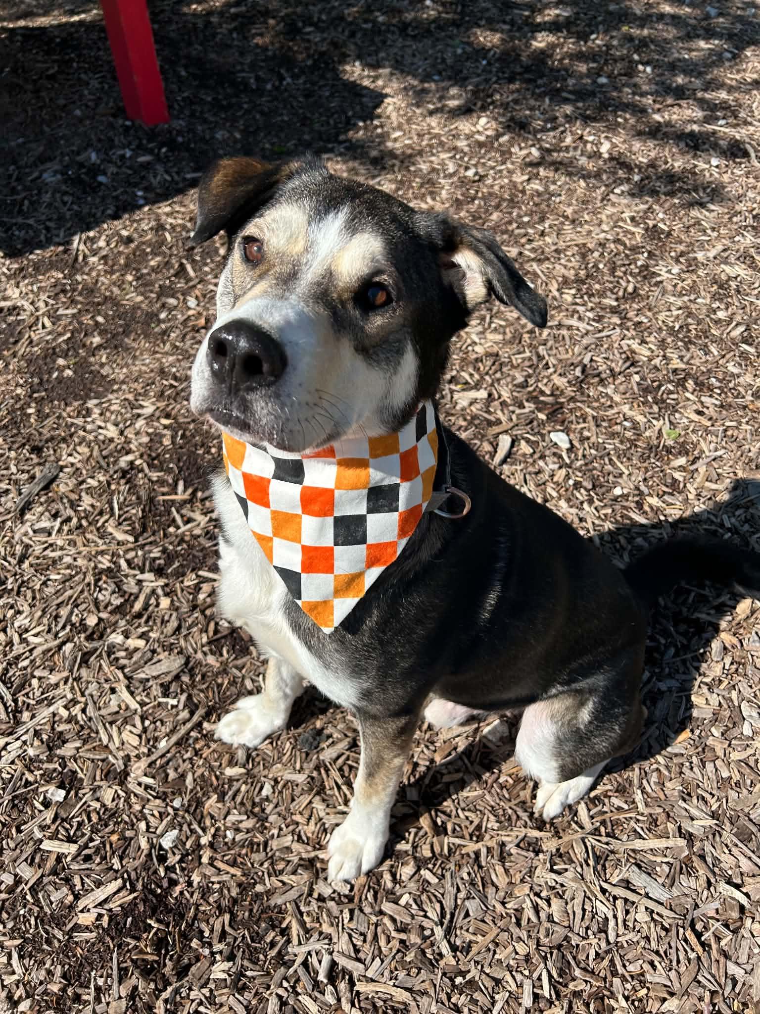 Guy, a ADOPTABLE mixed breed in Columbia, MO image 2/6