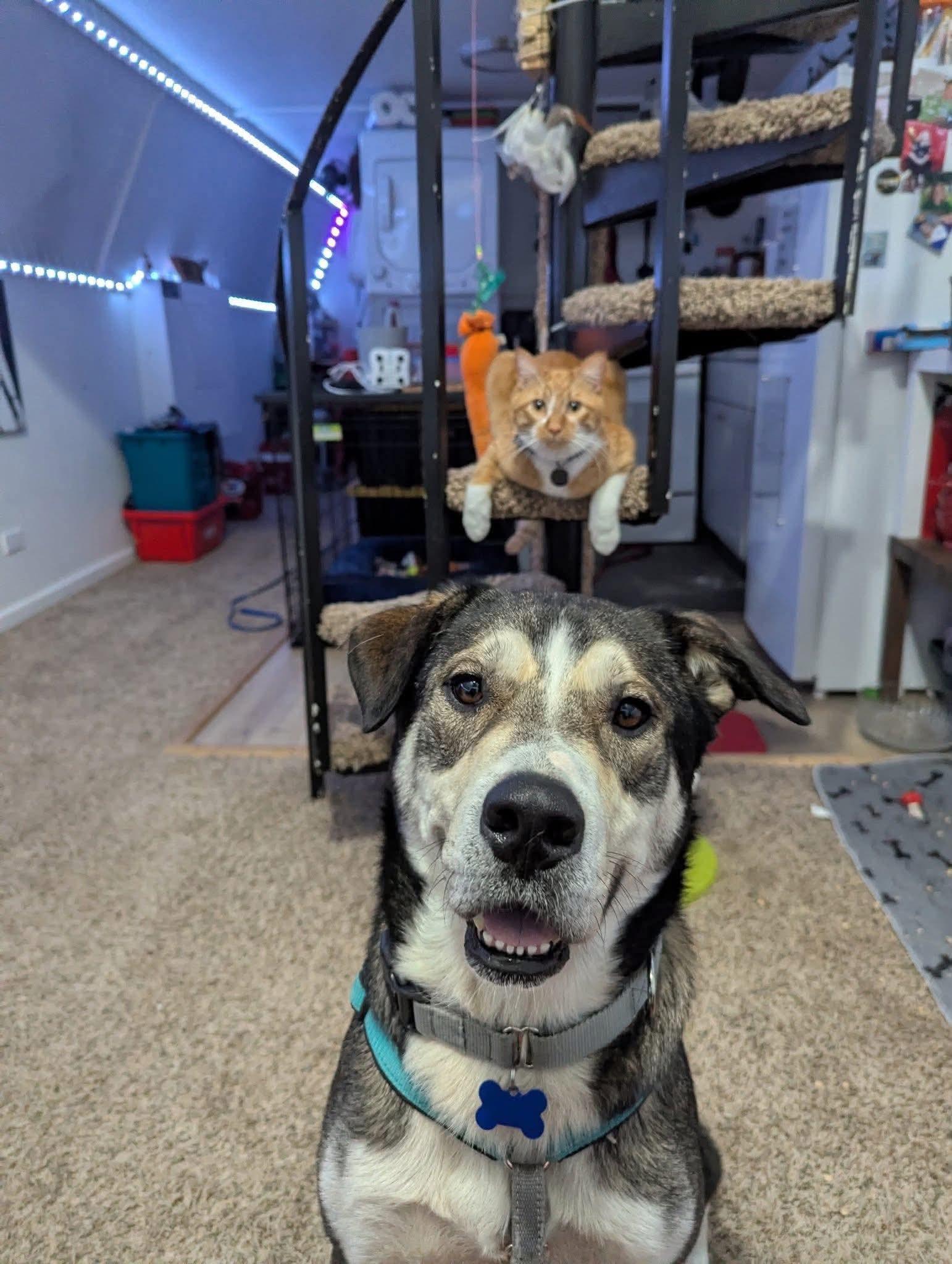 Guy, a ADOPTABLE mixed breed in Columbia, MO image 3/6