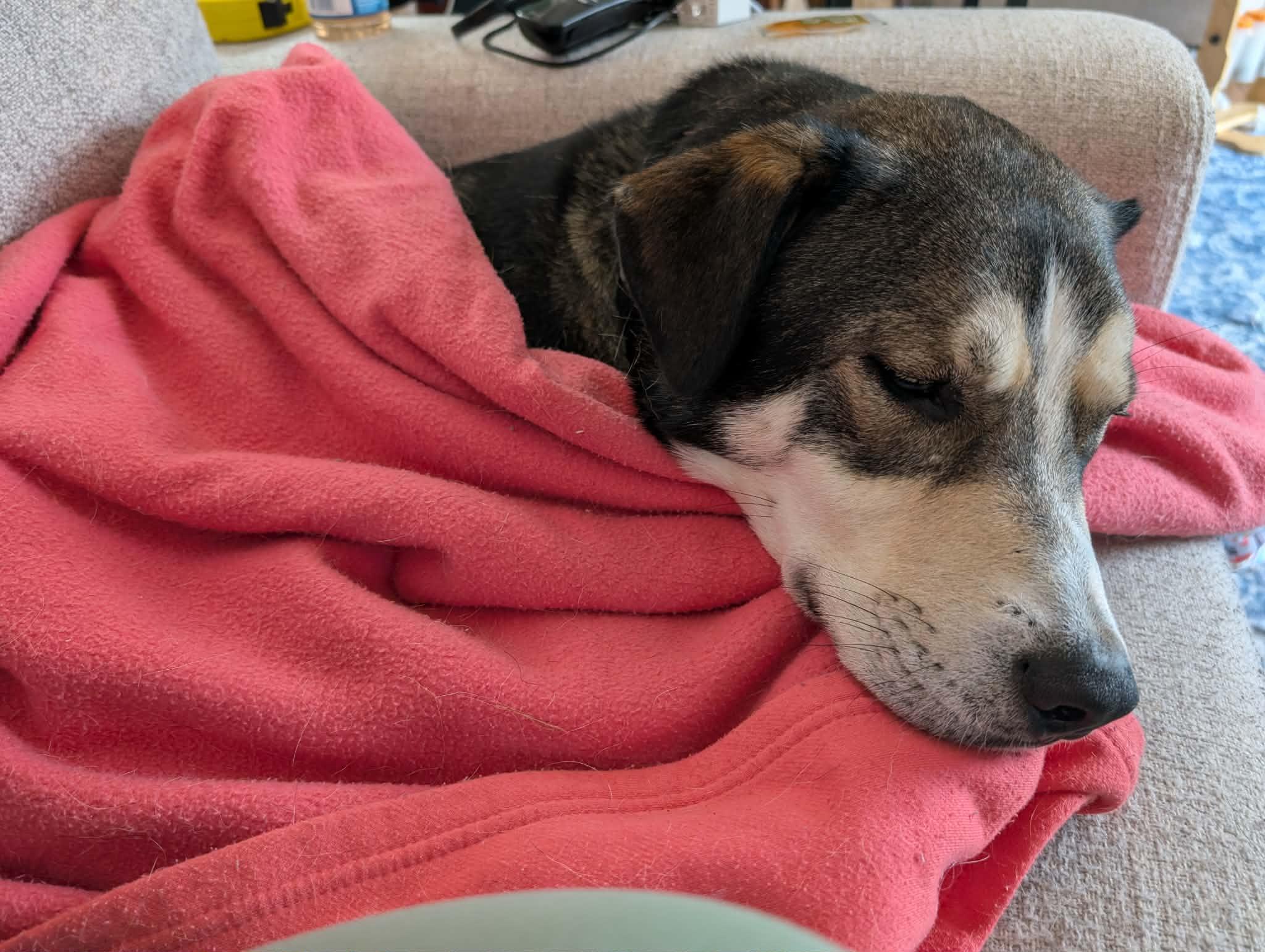 Enlarge Guy, a ADOPTABLE mixed breed in Columbia, MO image 4/6