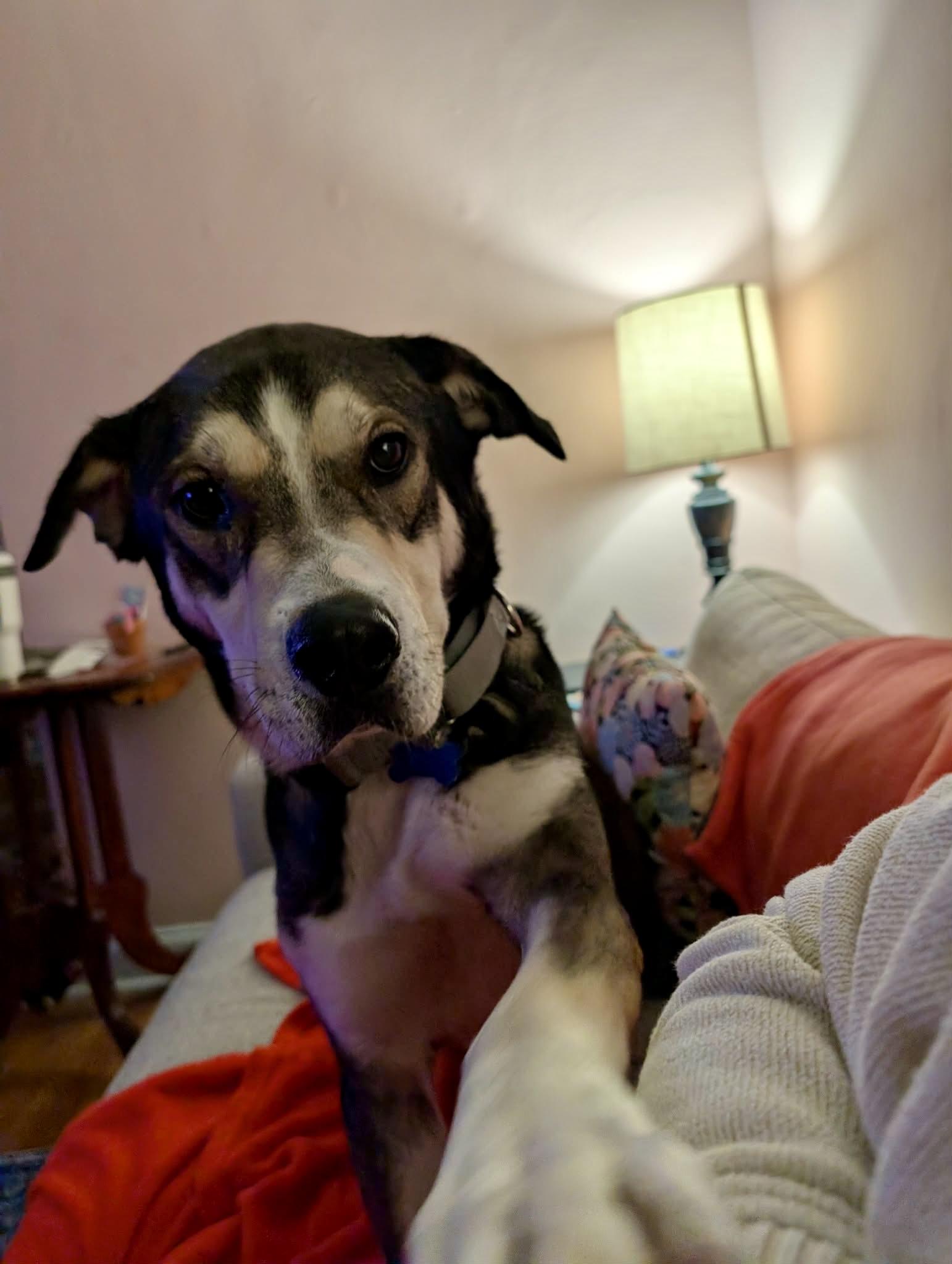 Enlarge Guy, a ADOPTABLE mixed breed in Columbia, MO image 2/6