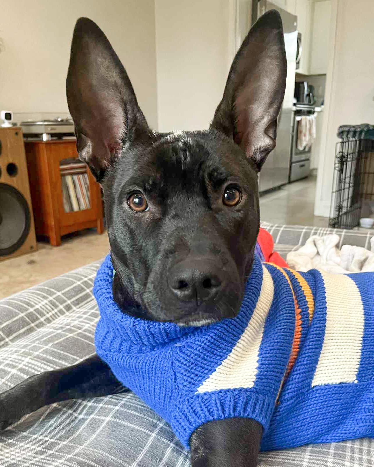 Kodiak, Adoptable, Puppy Male Pit Bull Terrier.