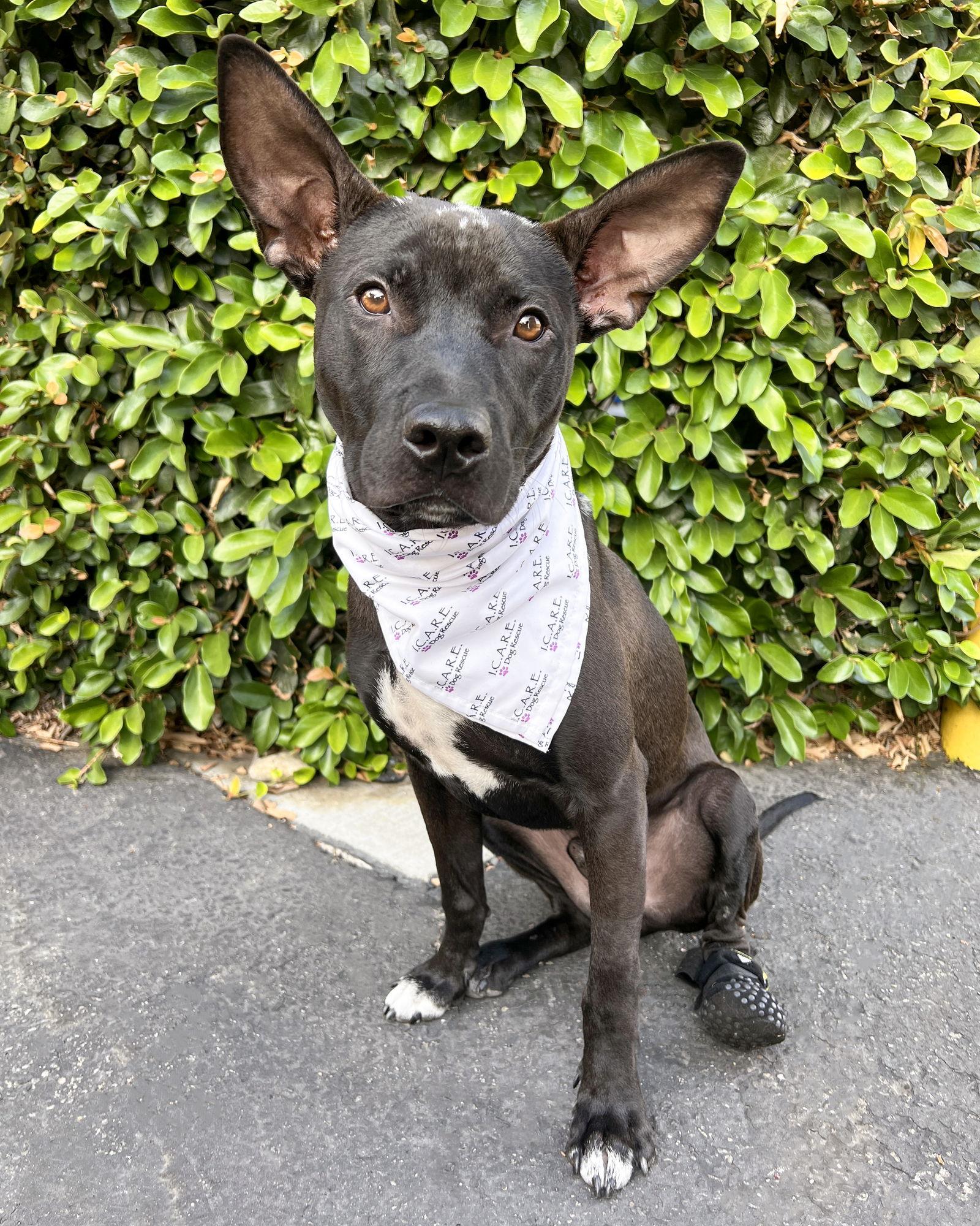 Kodiak, a Adoptable Pit Bull Terrier in Corona, CA image 2/3