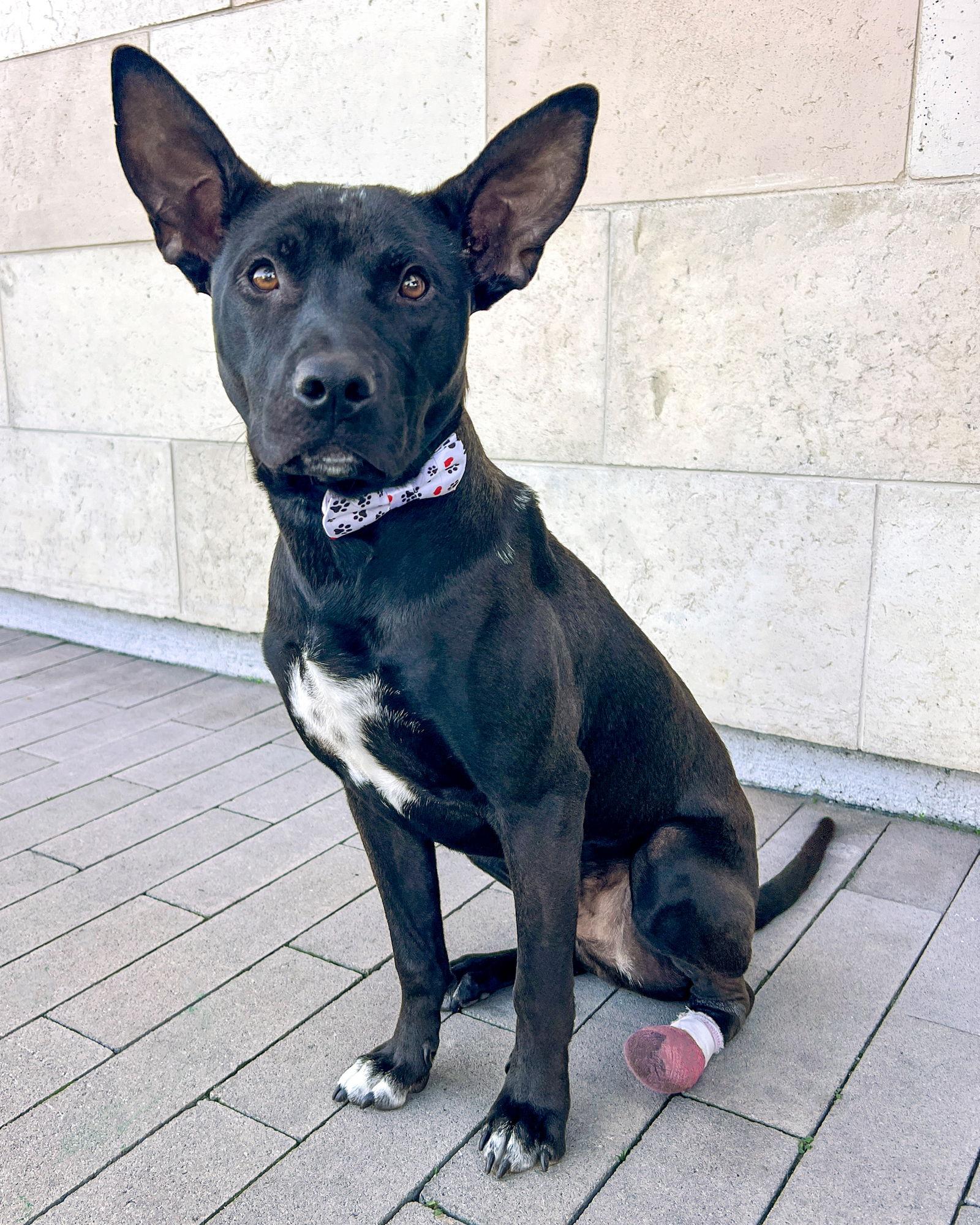 Kodiak, a Adoptable Pit Bull Terrier in Corona, CA image 3/3