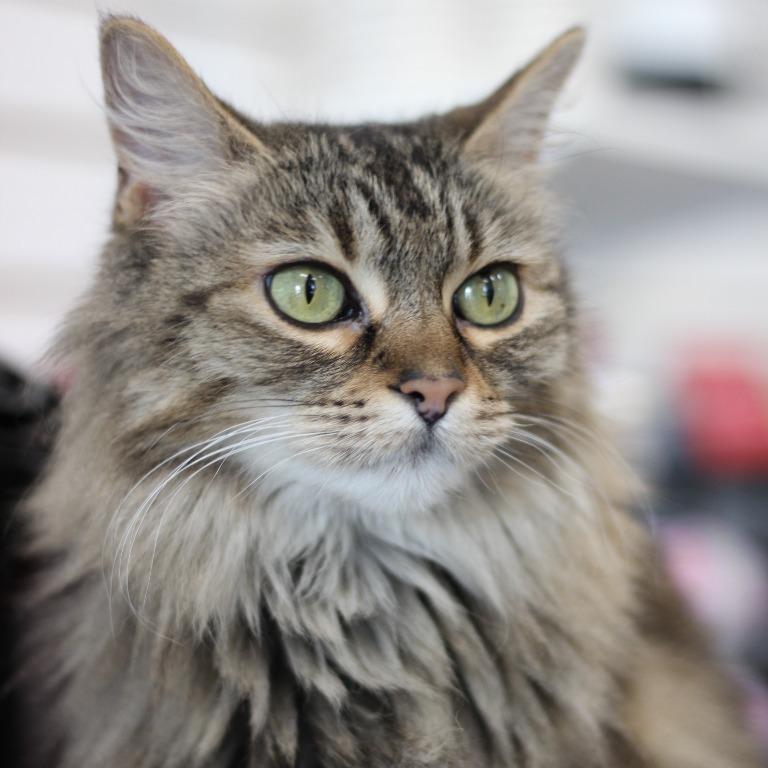 Enlarge Mimi, a Adoptable Domestic Long Hair in Las Vegas, NV image 1/1