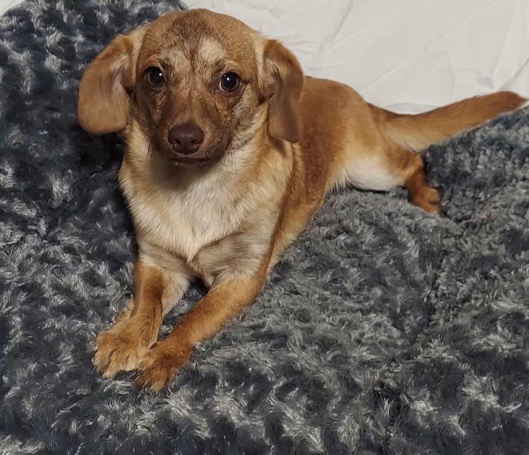 Maximilian, Adoptable, Young Male Terrier.