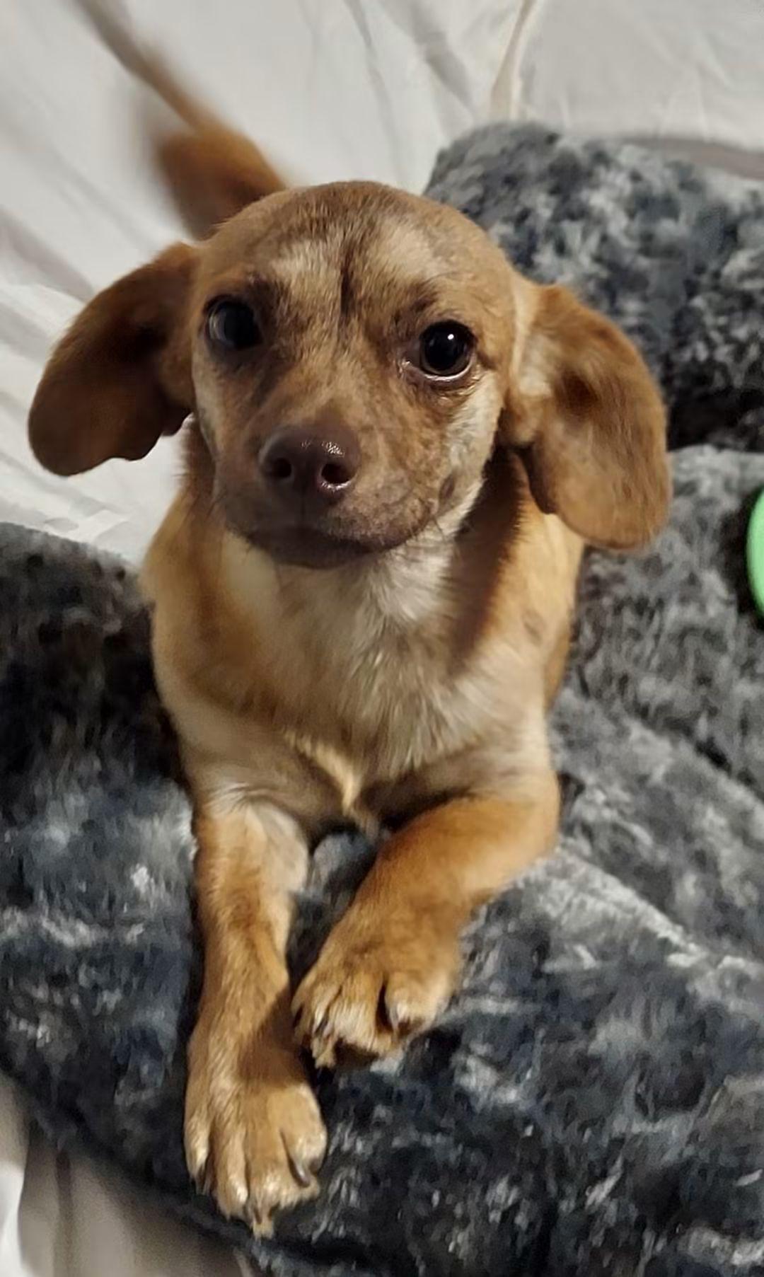 Enlarge Maximilian, a Adoptable mixed breed in Oakland, CA image 4/6