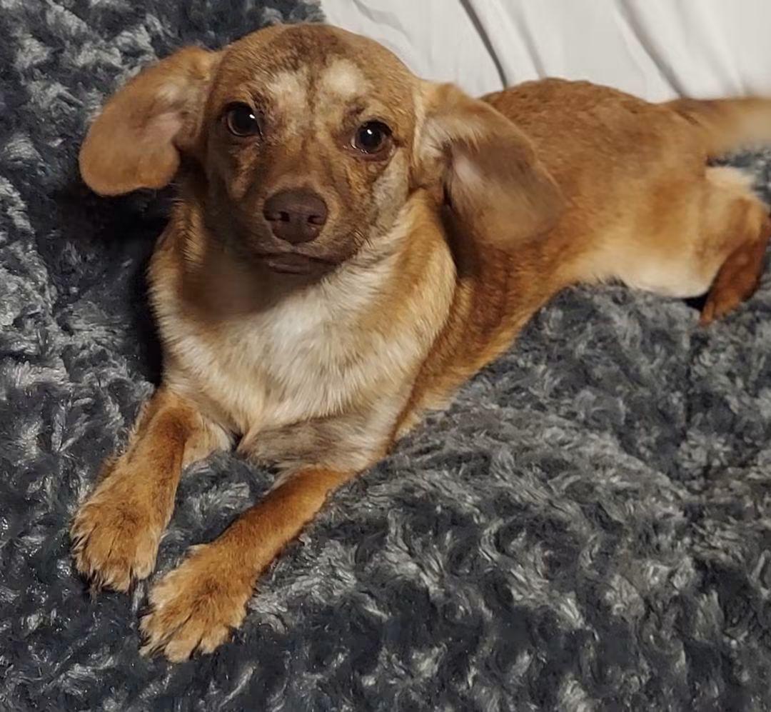 Enlarge Maximilian, a Adoptable mixed breed in Oakland, CA image 6/6