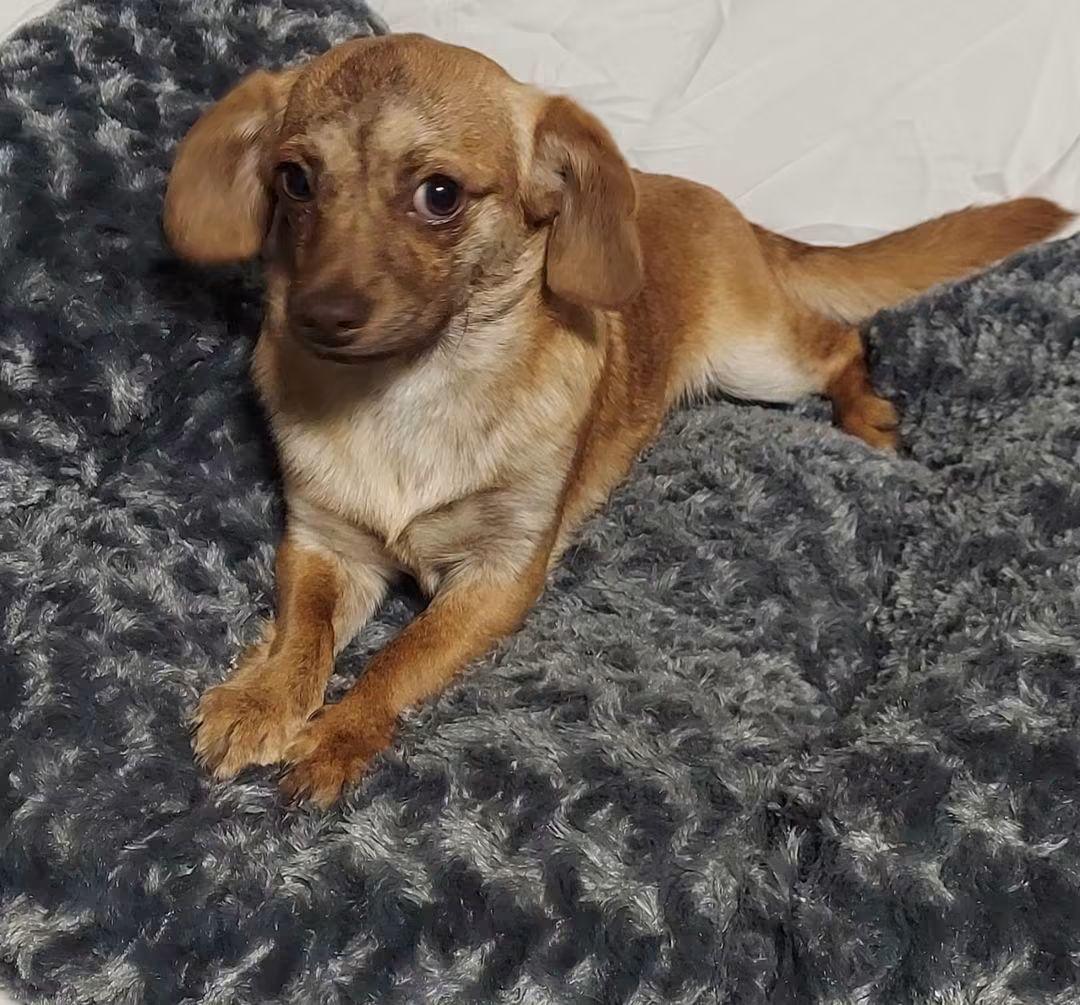 Enlarge Maximilian, a Adoptable mixed breed in Oakland, CA image 2/6