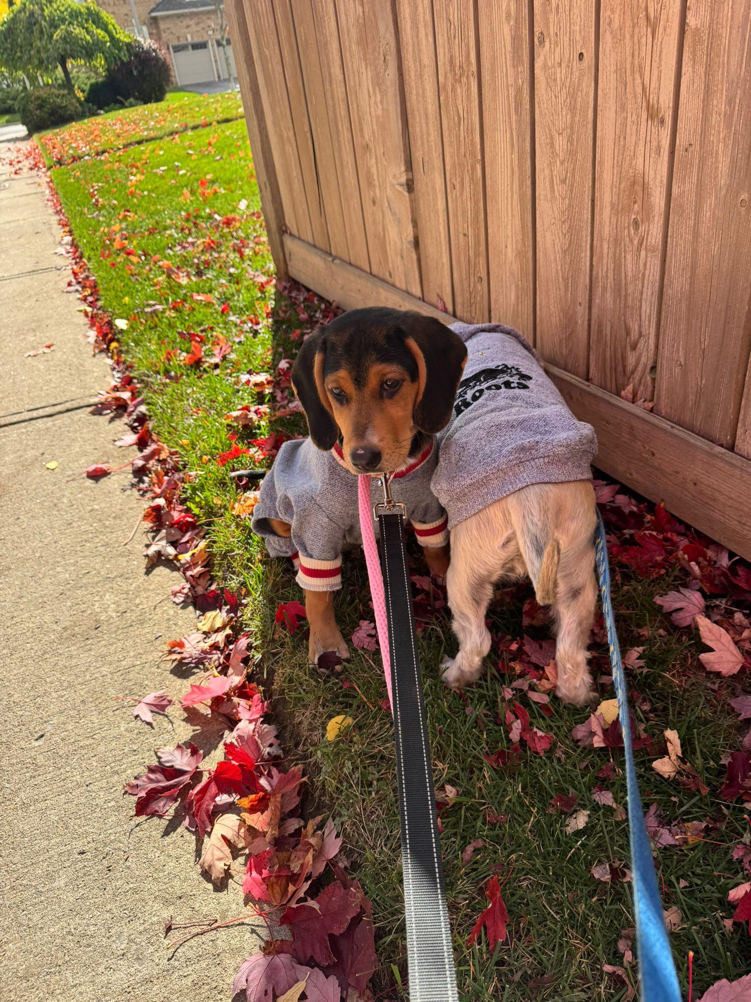 Gracie, adopted, Puppy Female Hound.