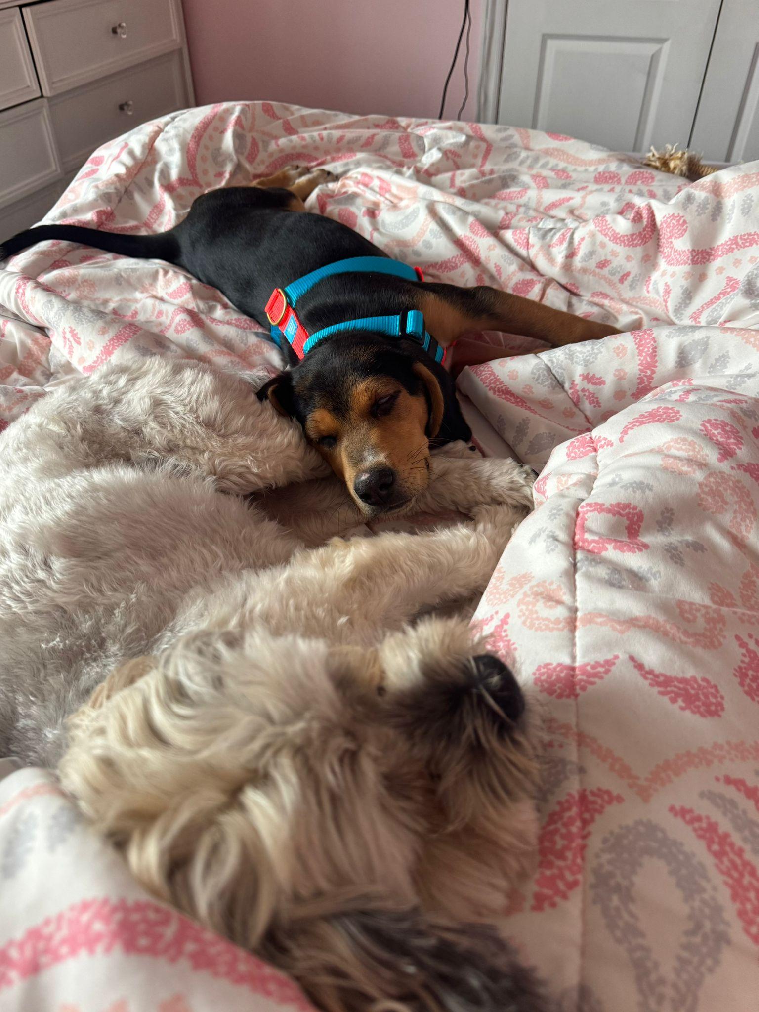 Gracie, an adopted mixed breed in Aurora, ON image 4/6