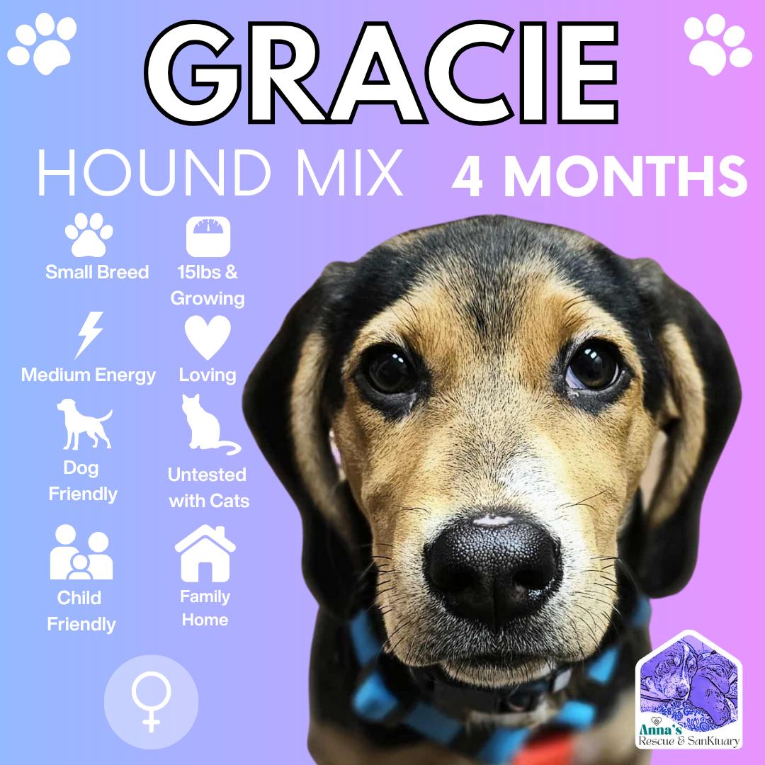 Gracie, an adopted mixed breed in Aurora, ON image 1/6