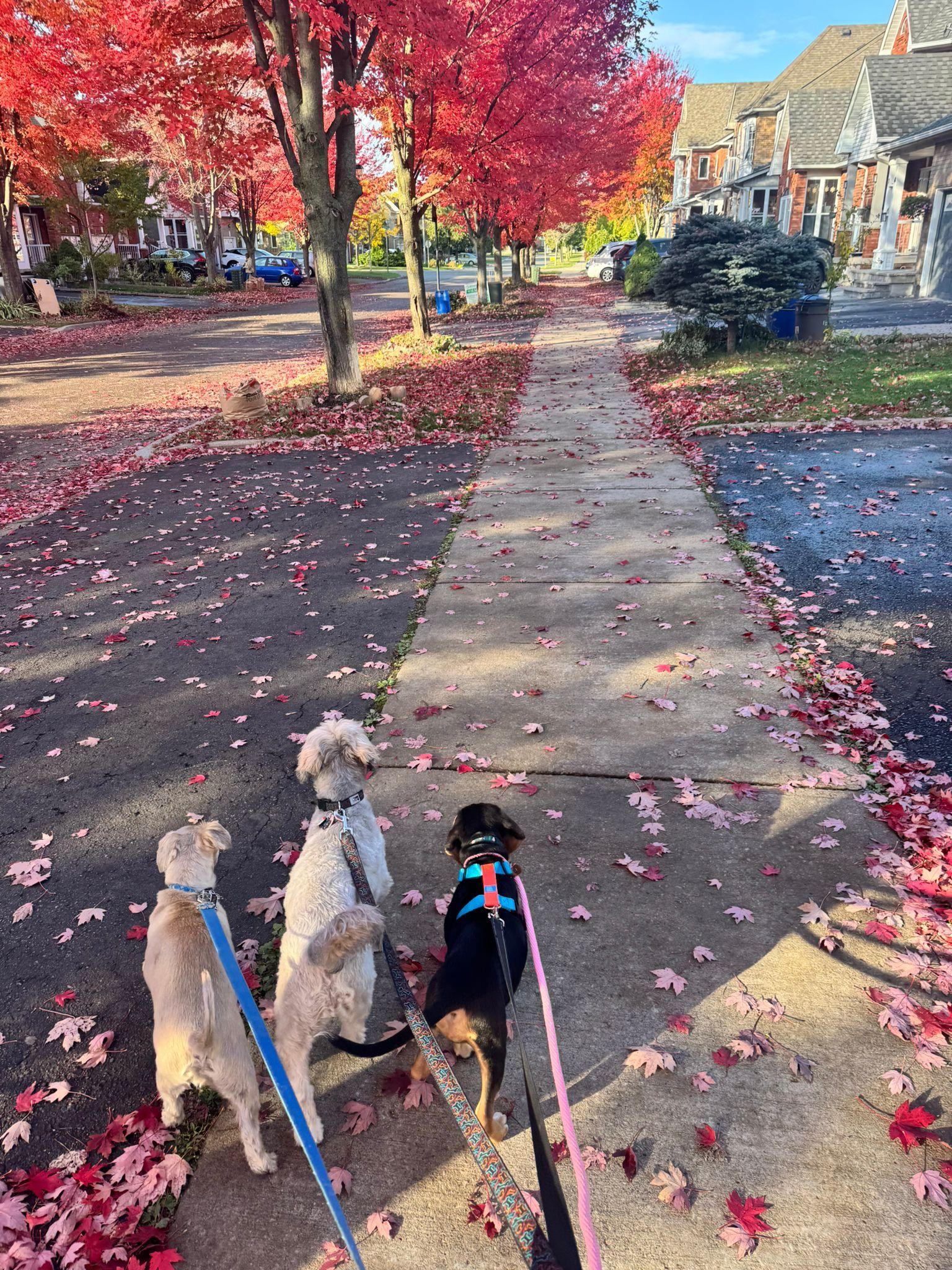 Gracie, an adopted mixed breed in Aurora, ON image 6/6