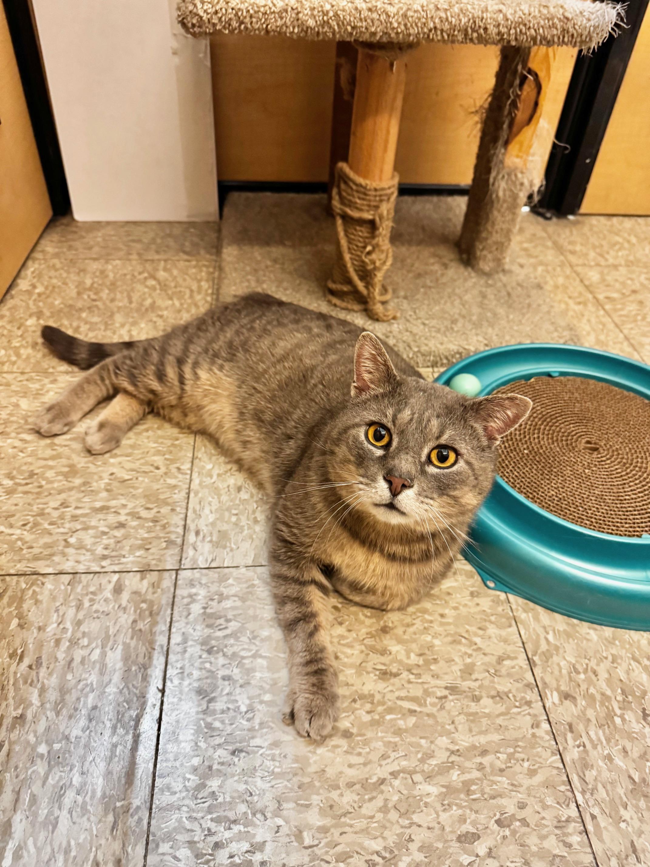 Enlarge Bruno, a ADOPTABLE Domestic Short Hair in Springfield, PA image 2/2