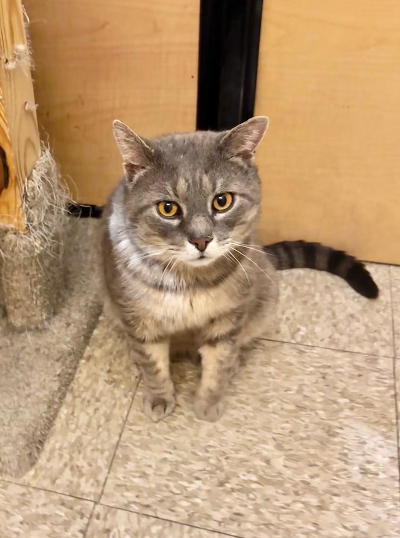 Enlarge Bruno, a ADOPTABLE Domestic Short Hair in Springfield, PA image 1/2