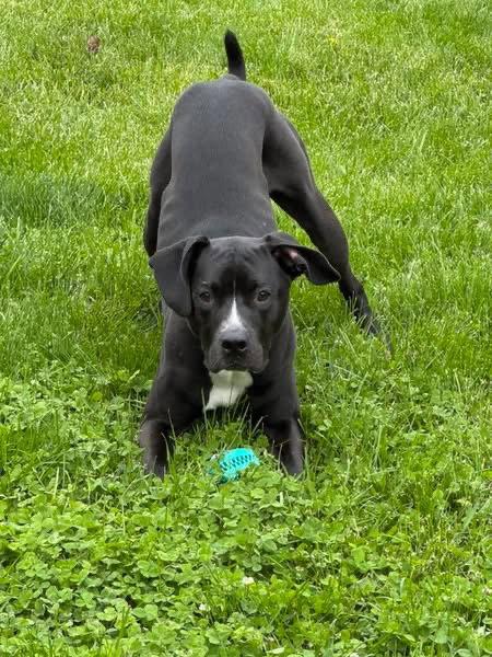 Gunther, Adoptable, Young Male Pit Bull Terrier & Labrador Retriever.