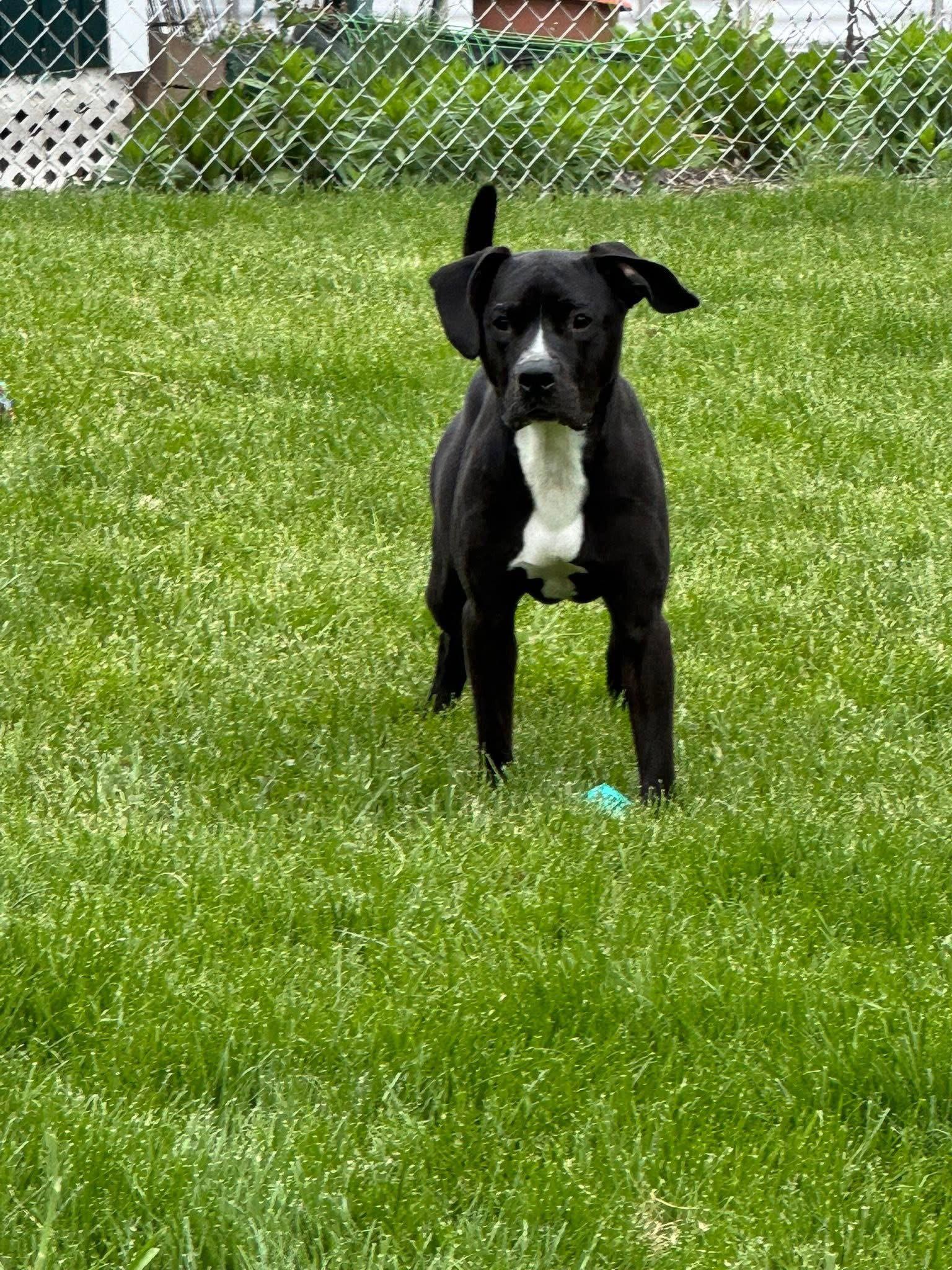 Gunther, a Adoptable mixed breed in Germantown, OH image 2/3