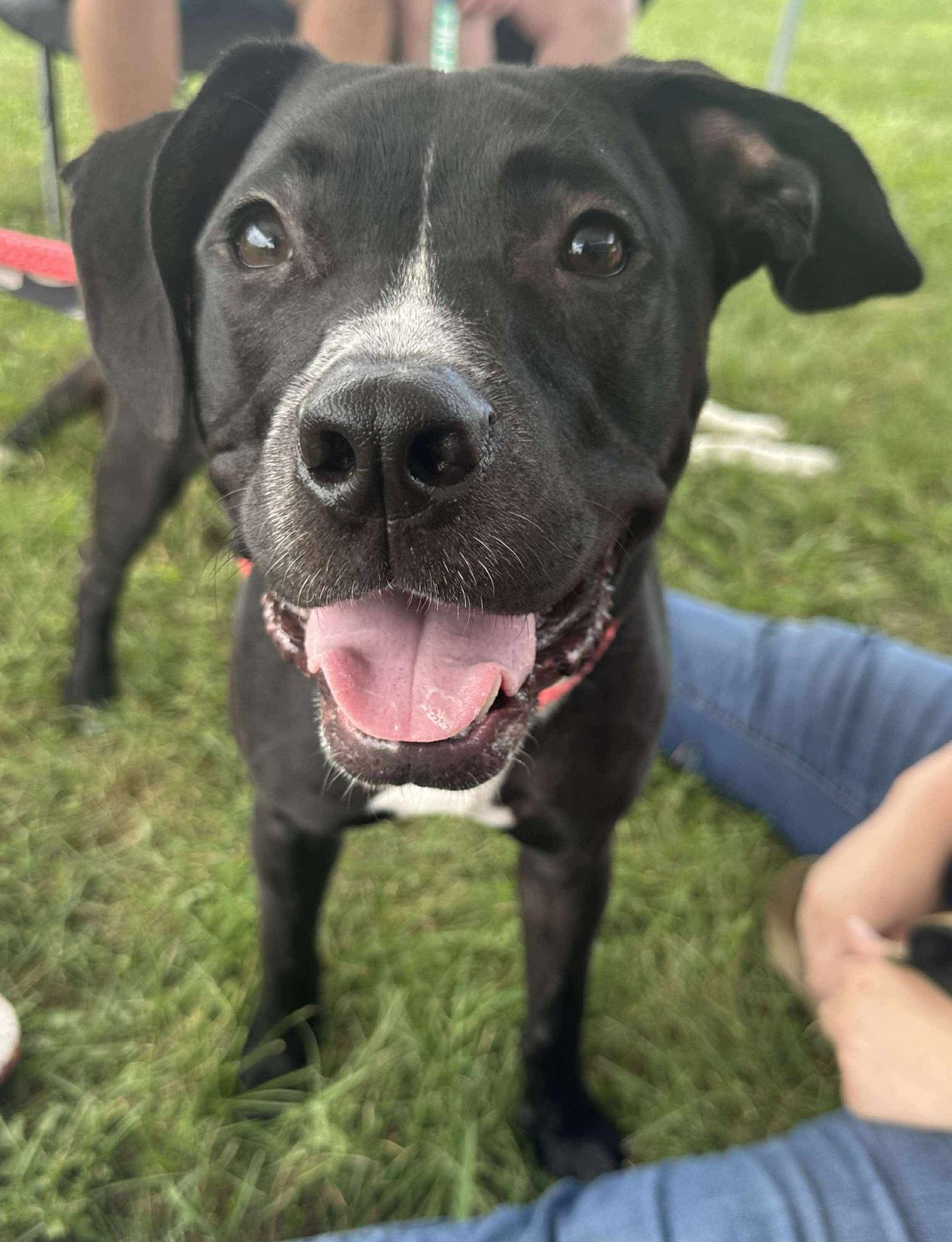 Gunther, Adoptable, Young Male Pit Bull Terrier & Labrador Retriever.