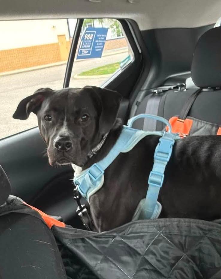 Gunther, a Adoptable mixed breed in Germantown, OH image 2/3