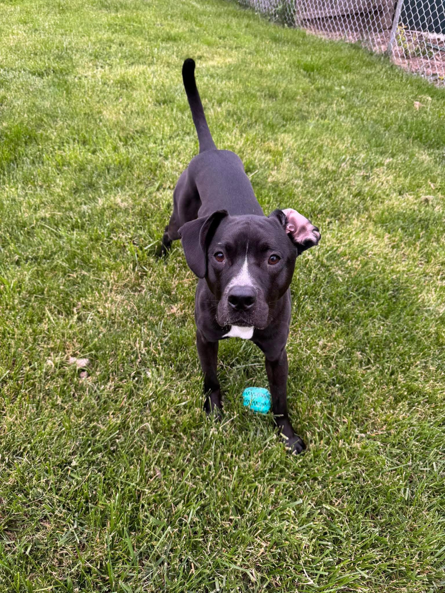 Gunther, a Adoptable mixed breed in Germantown, OH image 3/3