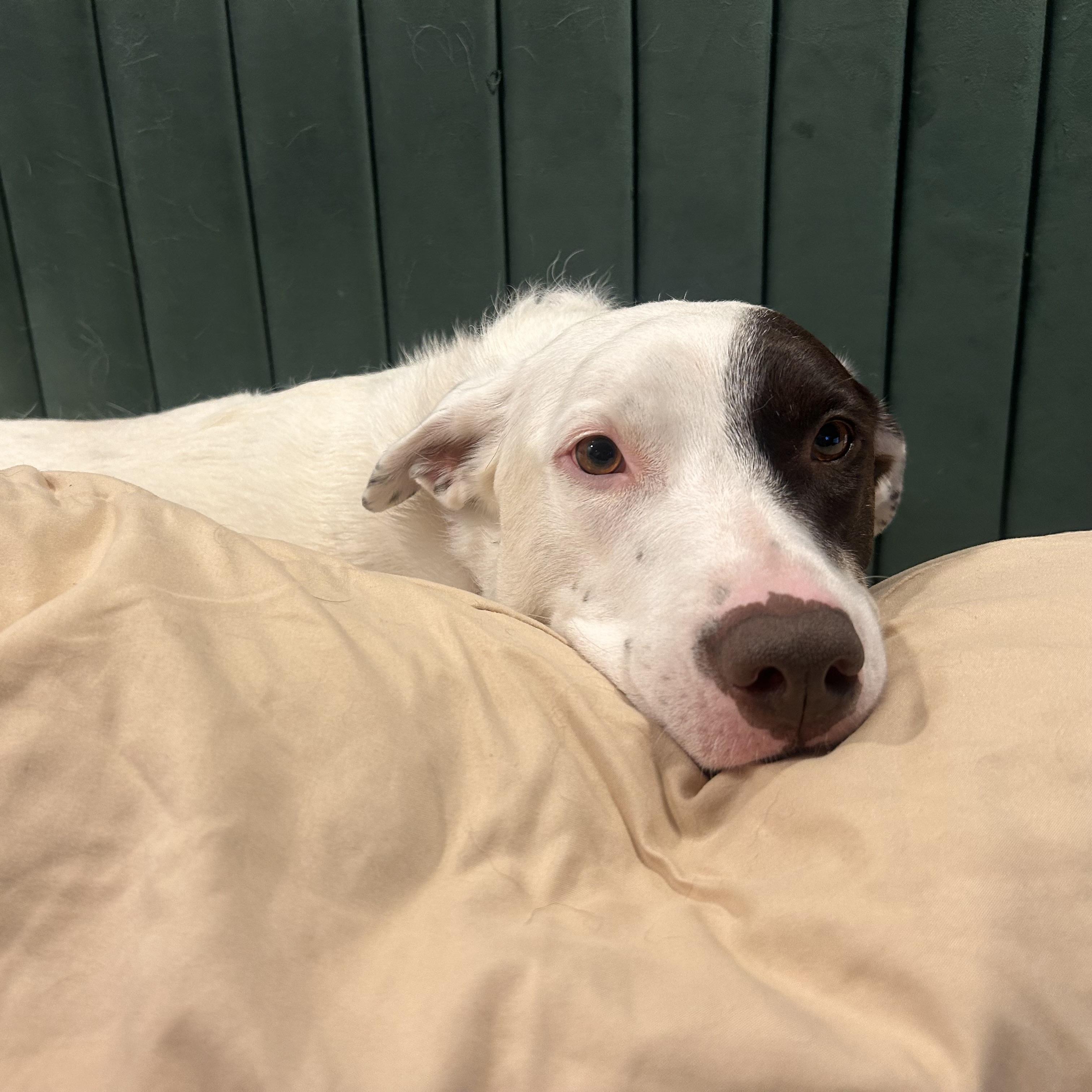 Enlarge Delilah, a Adopted Mixed Breed in Edmonton, AB image 5/6