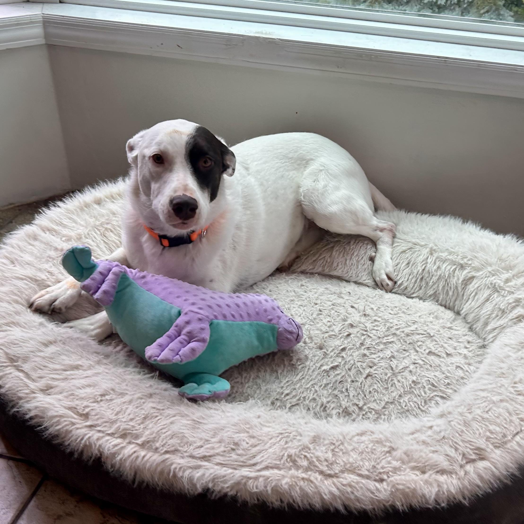 Enlarge Delilah, a Adopted Mixed Breed in Edmonton, AB image 3/6