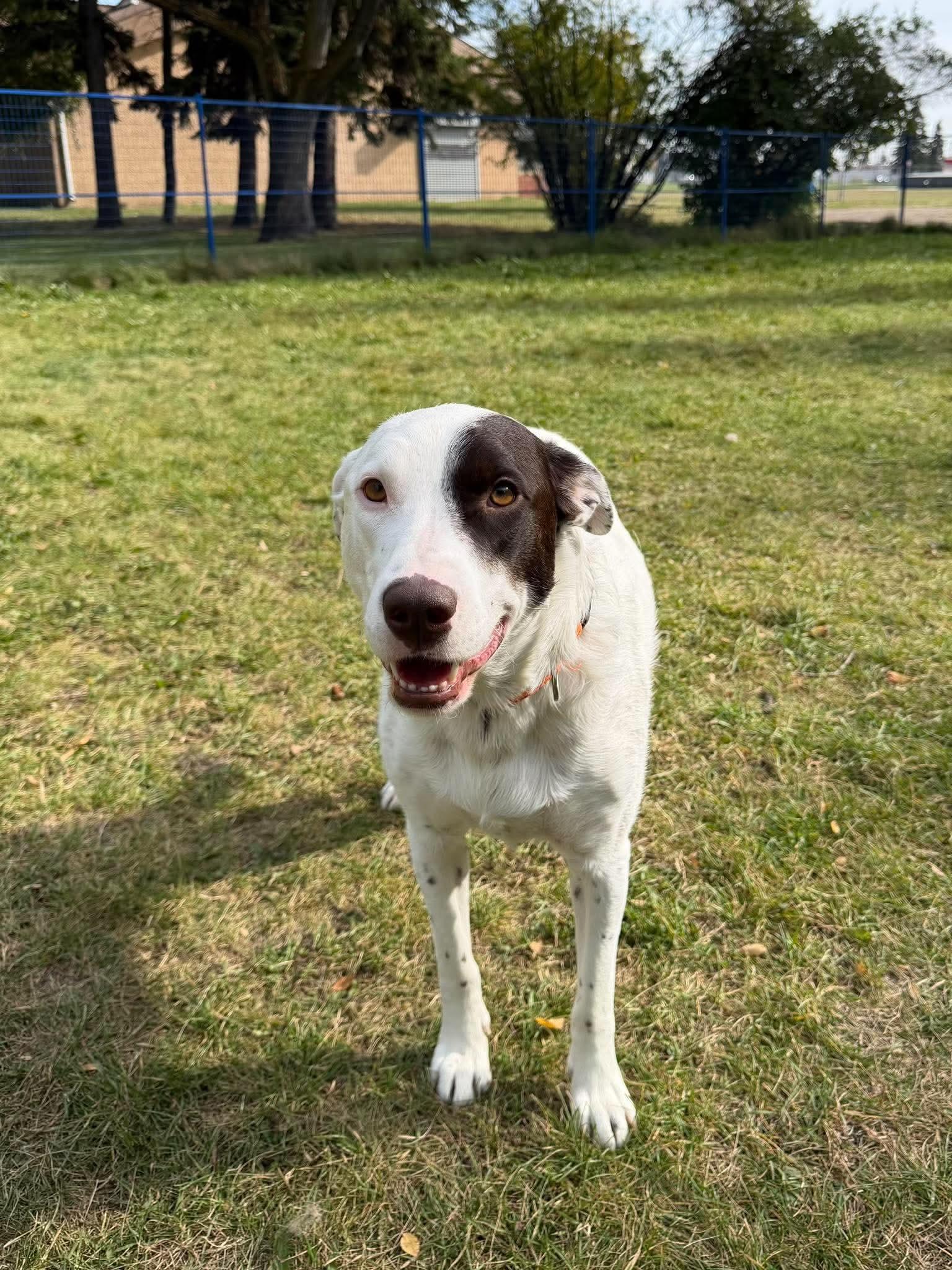 Delilah, Adopted, Adult Female Mixed Breed.