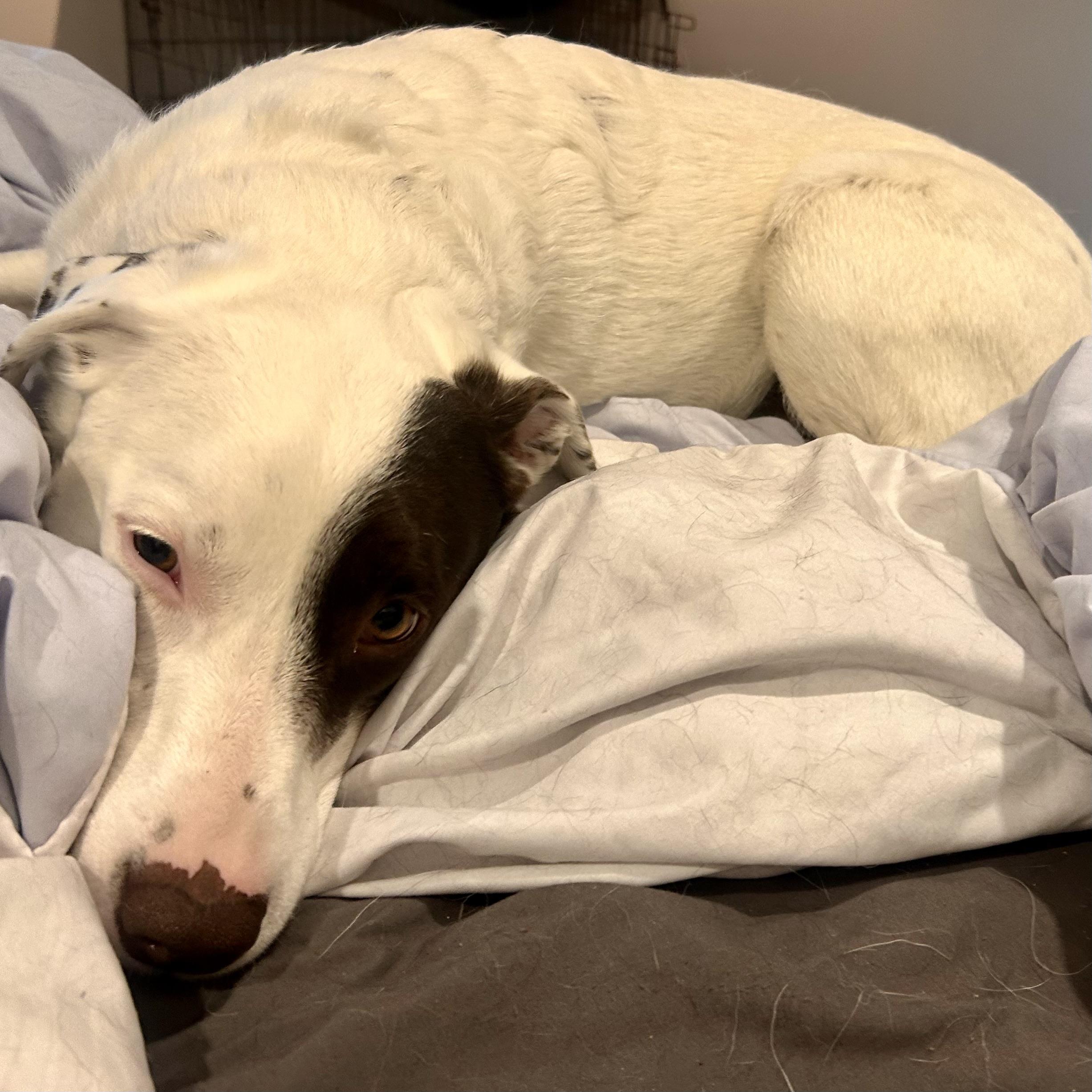 Enlarge Delilah, a Adopted Mixed Breed in Edmonton, AB image 6/6