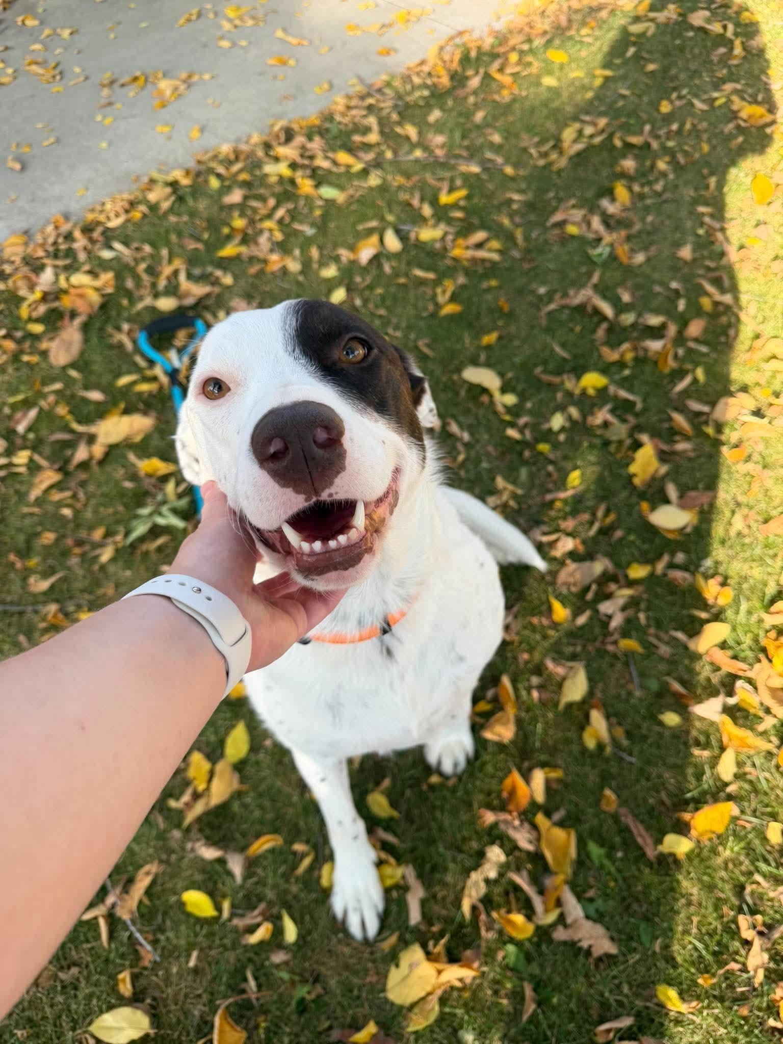 Enlarge Delilah, a Adopted Mixed Breed in Edmonton, AB image 2/6