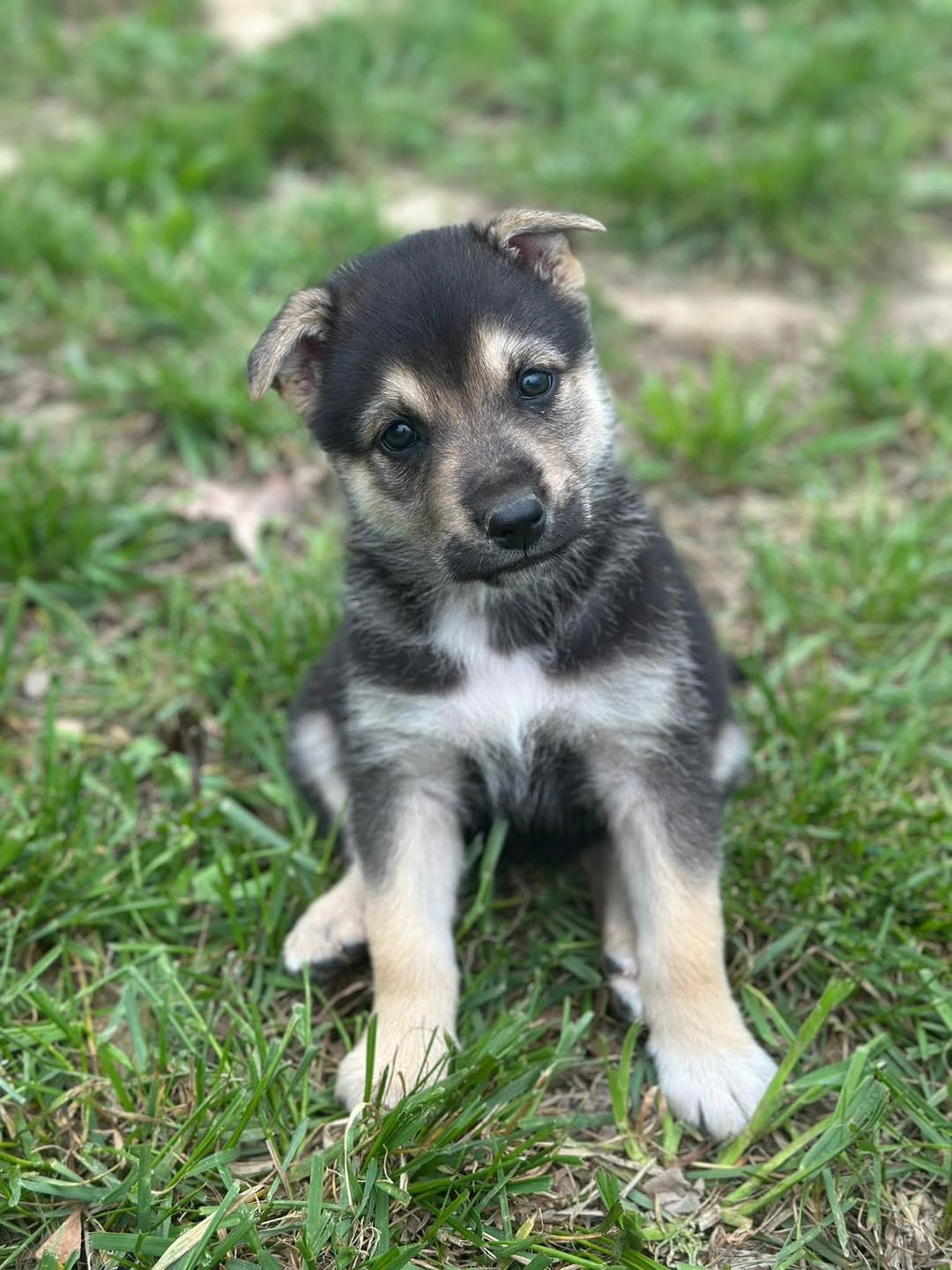Easter Candy Litter-Jelly Bean(Daisy), a Adopted mixed breed in Mattoon, IL image 2/2
