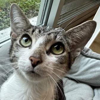 Zabbie, ADOPTABLE, Young Female Domestic Short Hair.