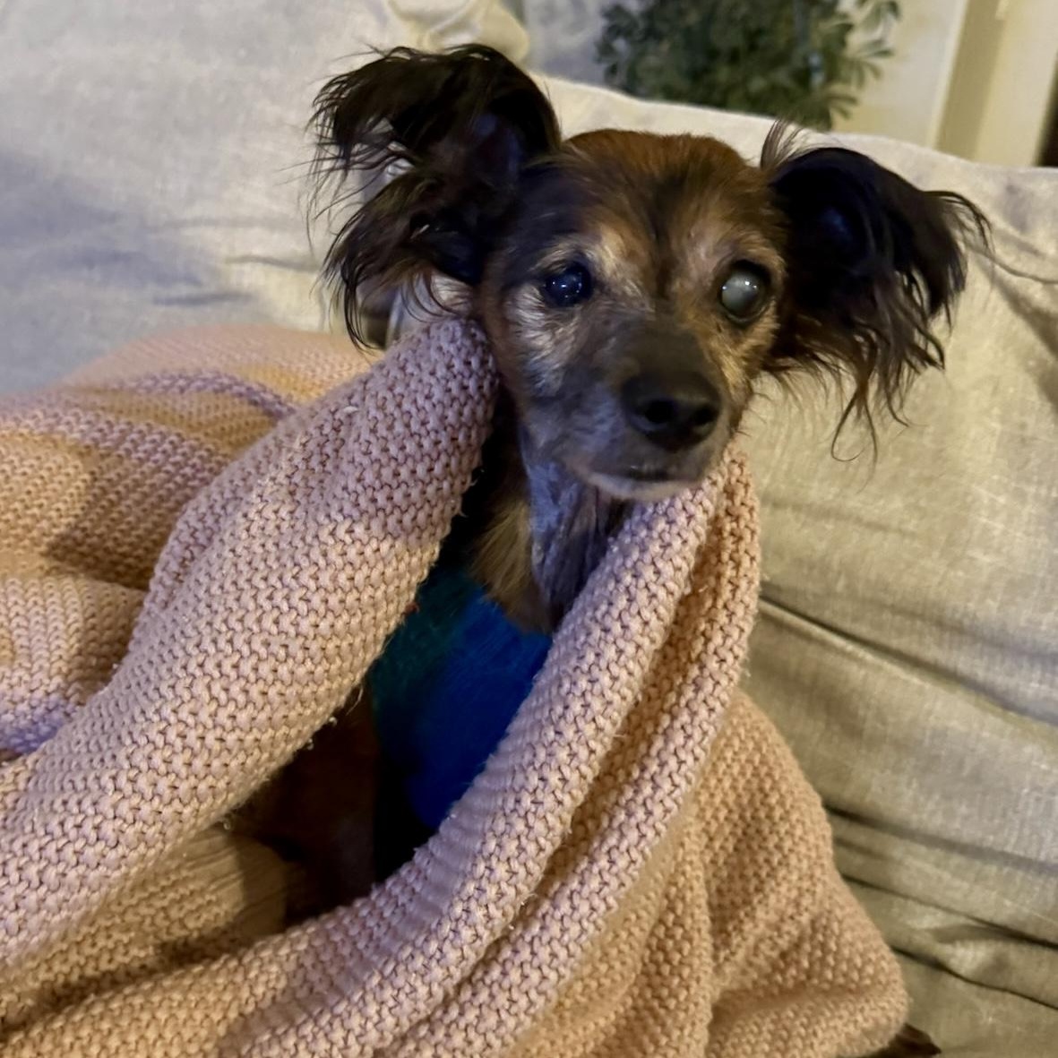 Enlarge Wendy- Senior Girl, an adopted Russian Toy Dog in Grass Valley, CA image 2/6