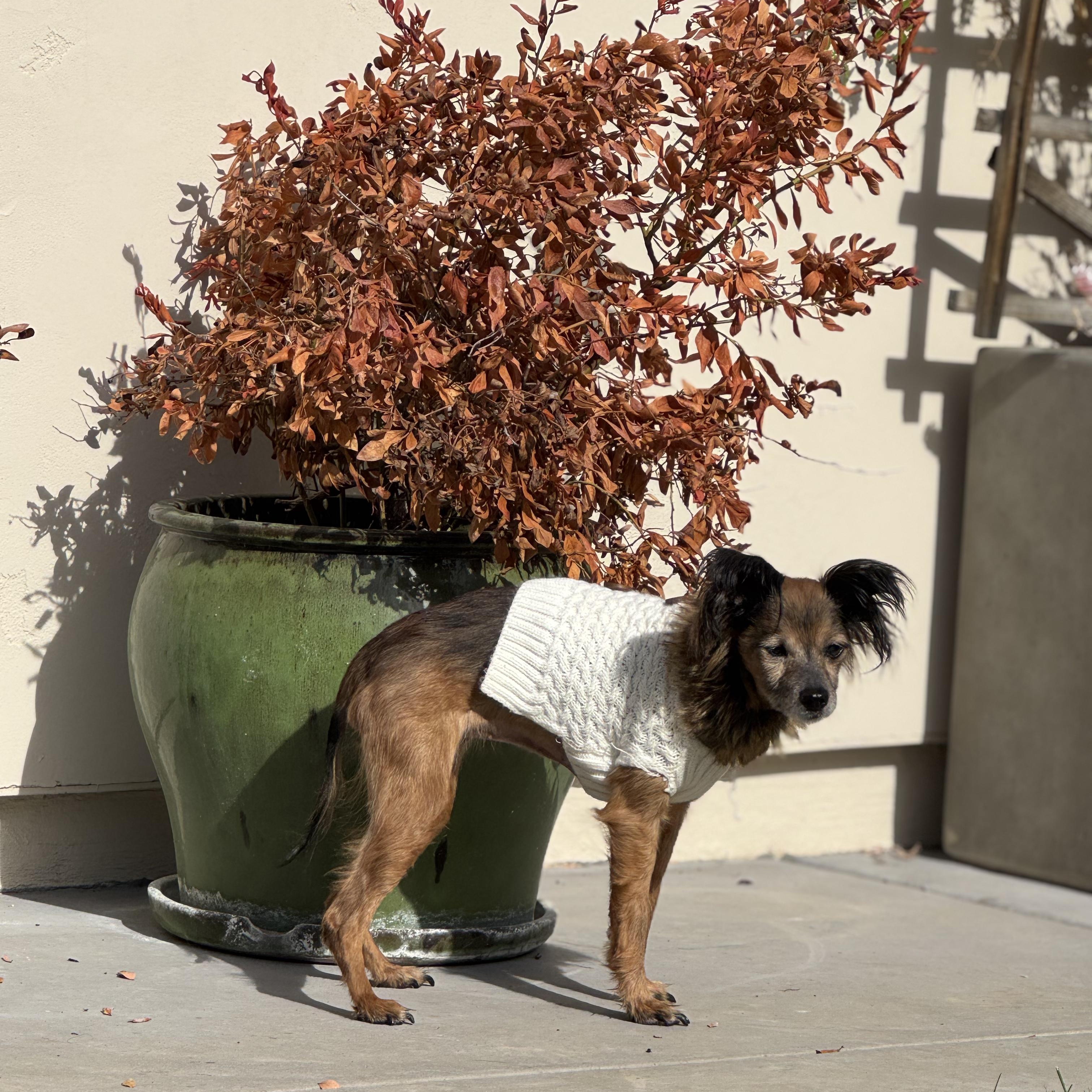 Enlarge Wendy- Senior Girl, an adopted Russian Toy Dog in Grass Valley, CA image 3/6