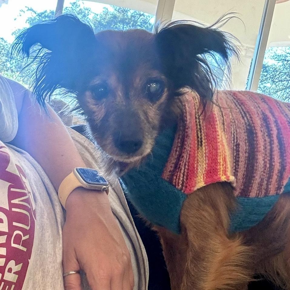 Enlarge Wendy- Senior Girl, an adopted Russian Toy Dog in Grass Valley, CA image 1/6