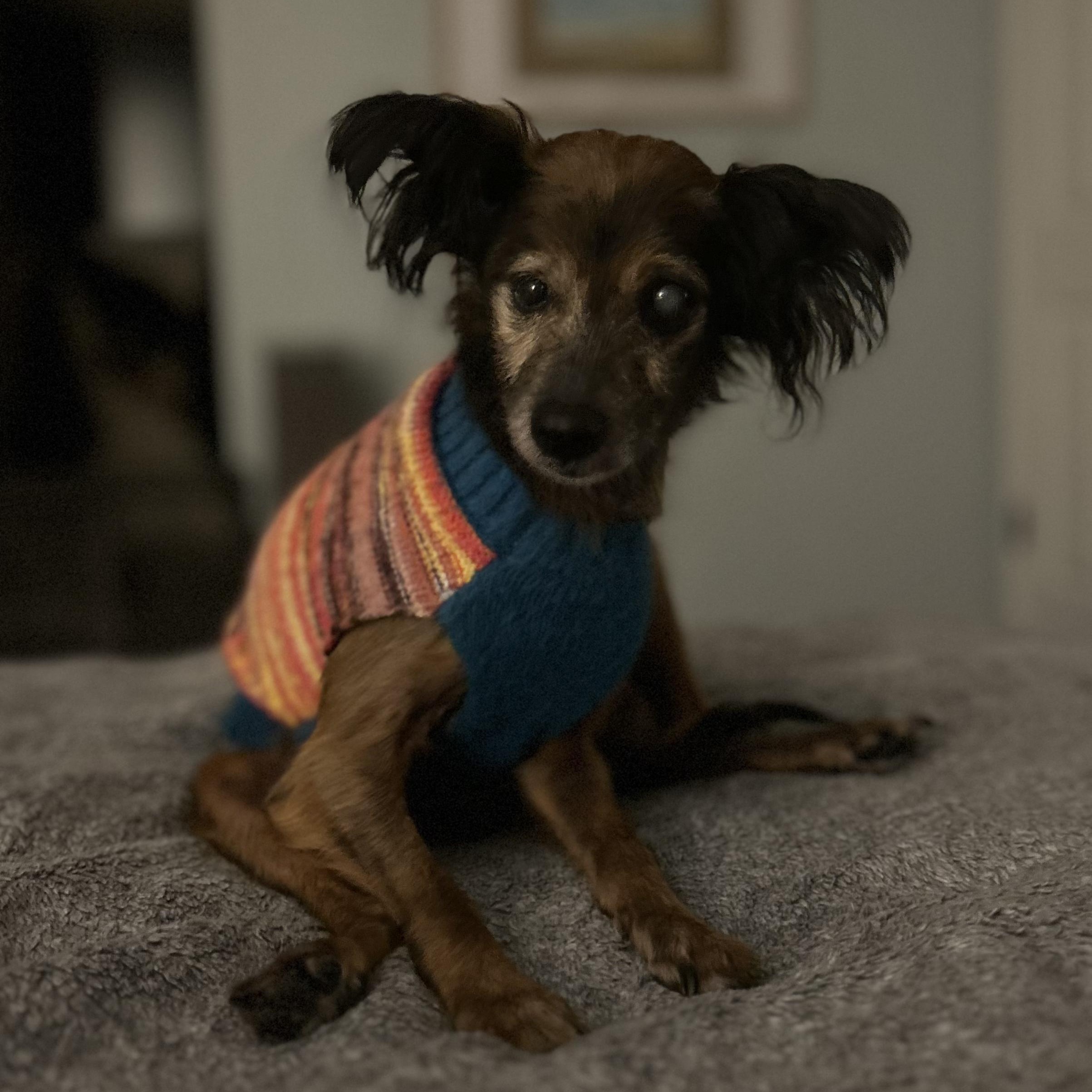 Enlarge Wendy- Senior Girl, an adopted Russian Toy Dog in Grass Valley, CA image 5/6