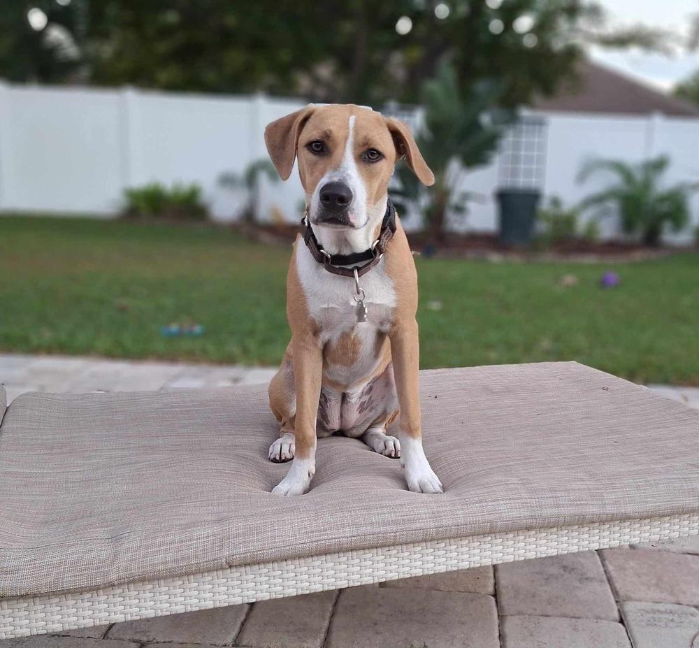 Poppy, Adoptable, Puppy Female Mixed Breed.