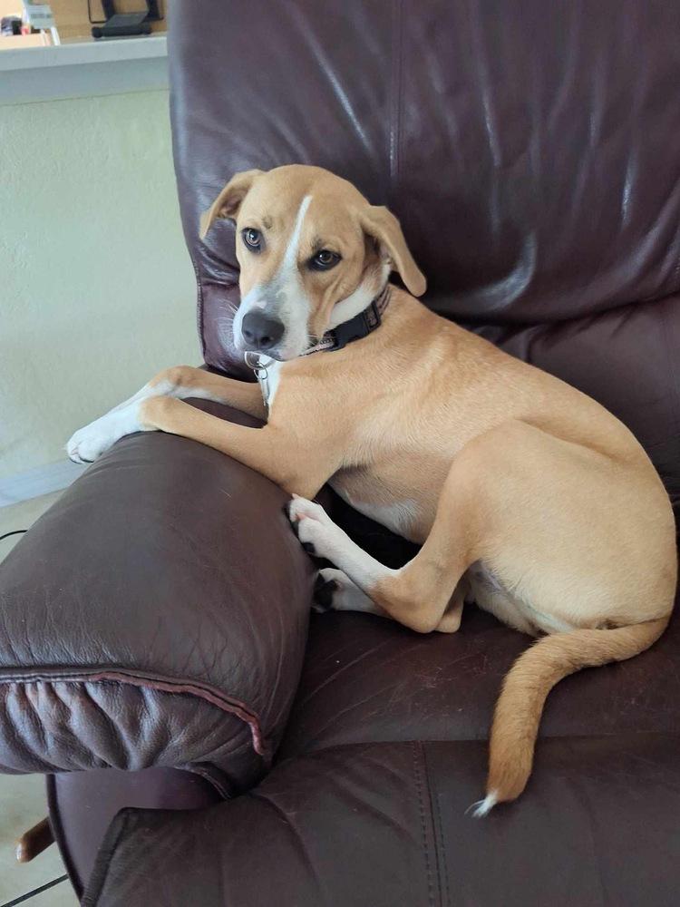 Poppy, a Adoptable mixed breed in Orlando, FL image 2/6