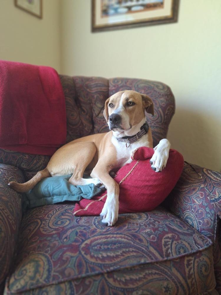 Poppy, a Adoptable mixed breed in Orlando, FL image 3/6