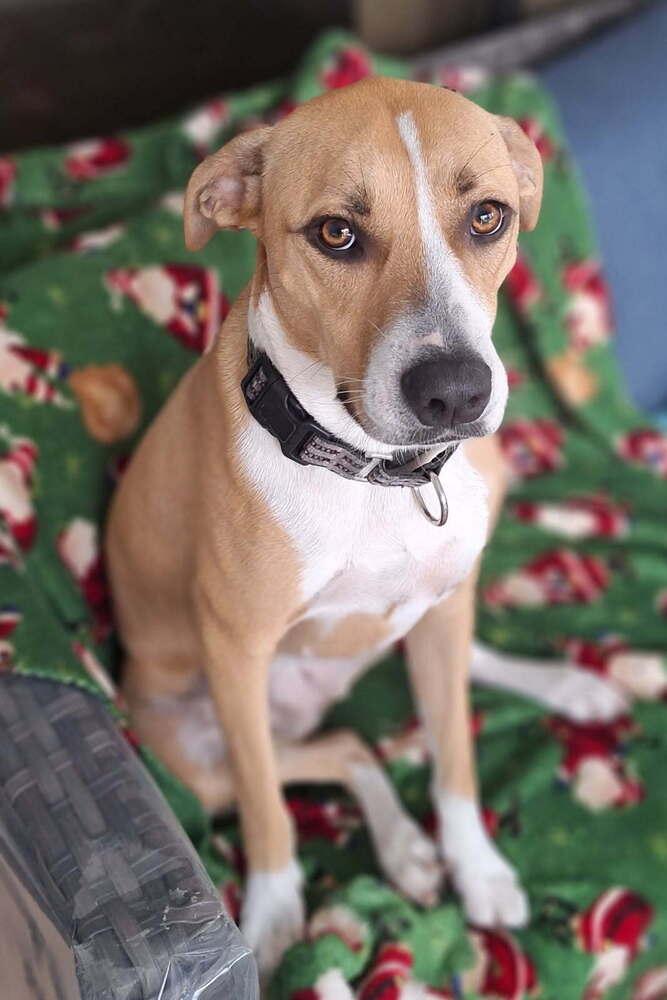 Enlarge Poppy, a Adoptable mixed breed in Orlando, FL image 3/6