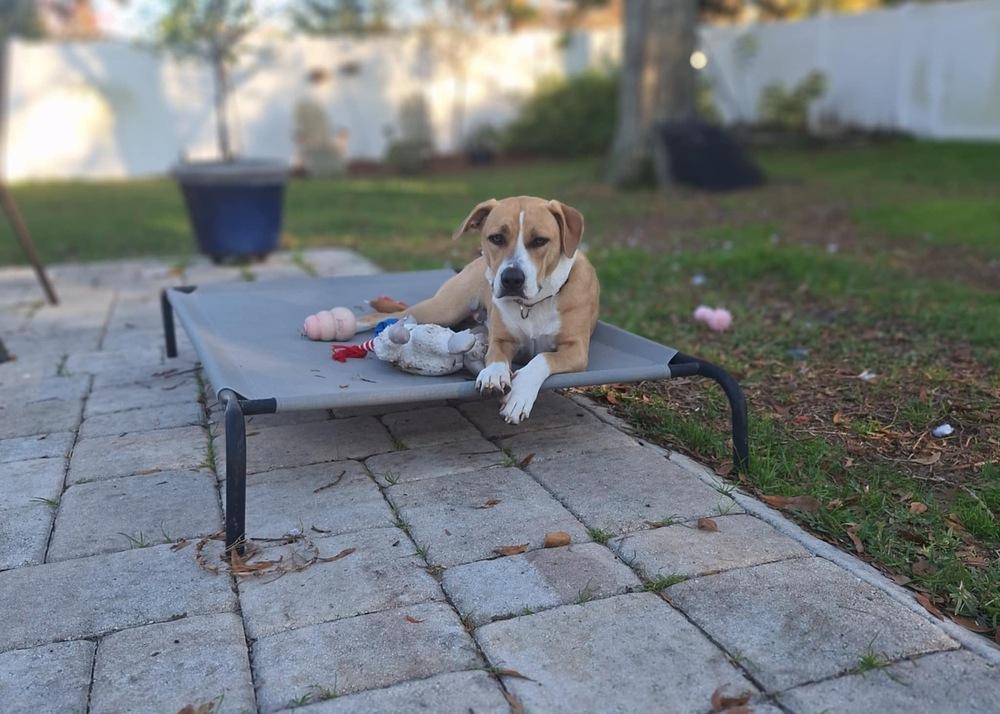 Poppy, a Adoptable mixed breed in Orlando, FL image 4/6